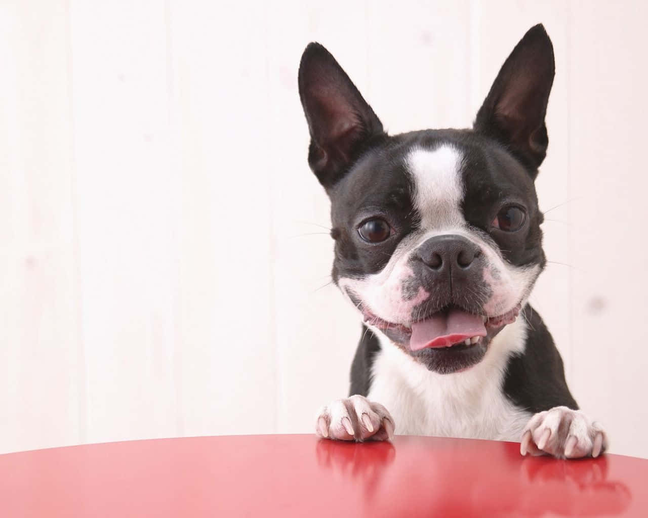 Happy Go Lucky Boston Terrier