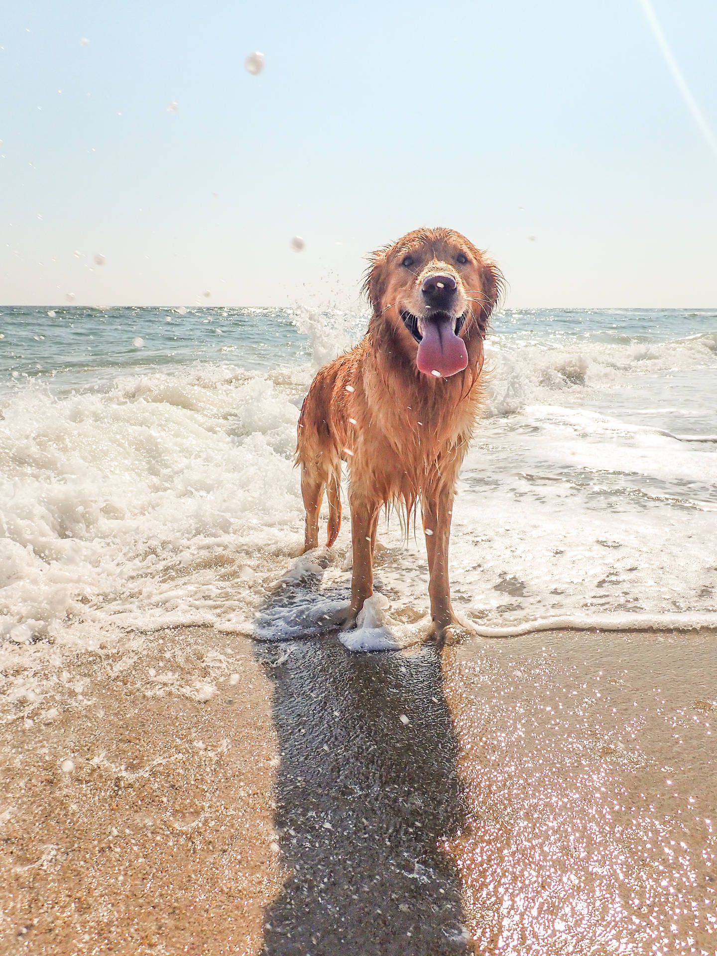 Happy Golden Retriever Beach Photo Background