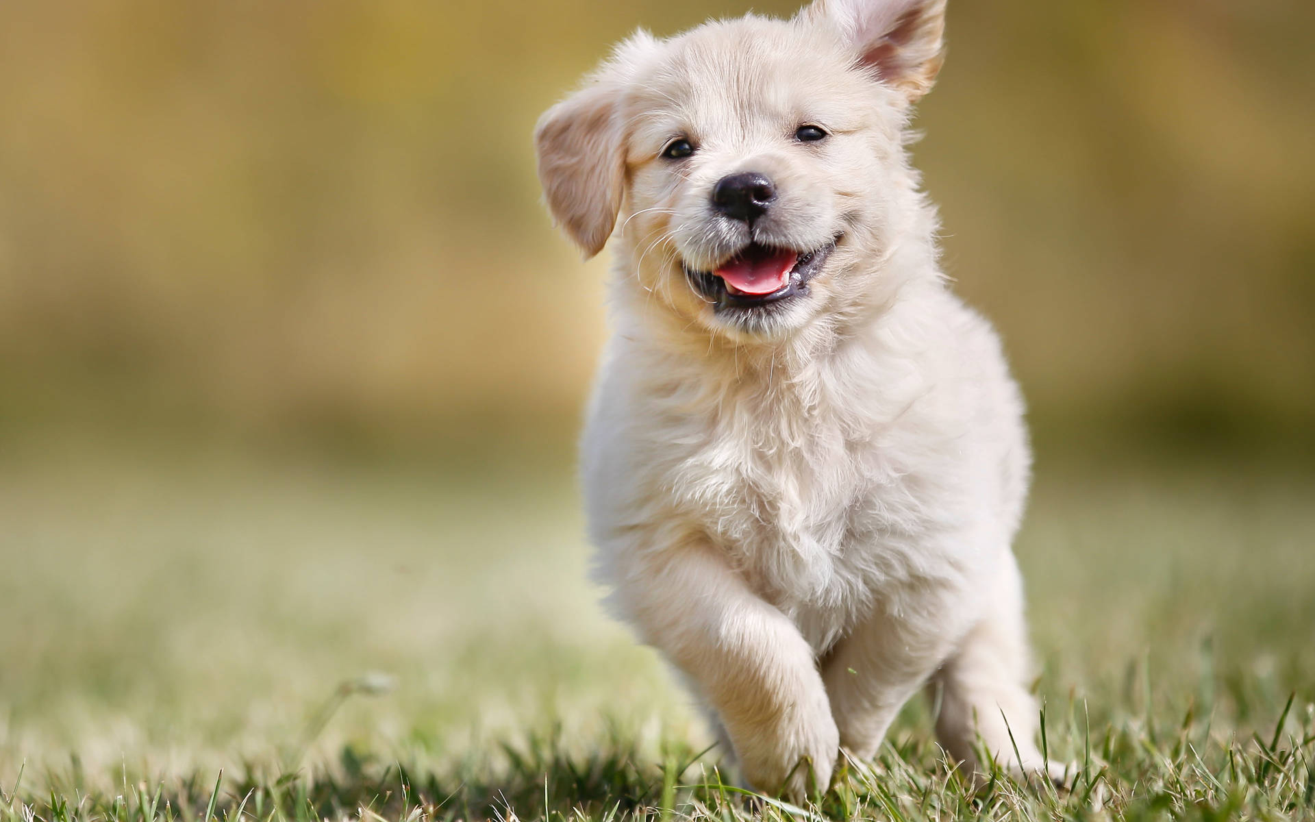Happy Golden Retriever Puppy Background