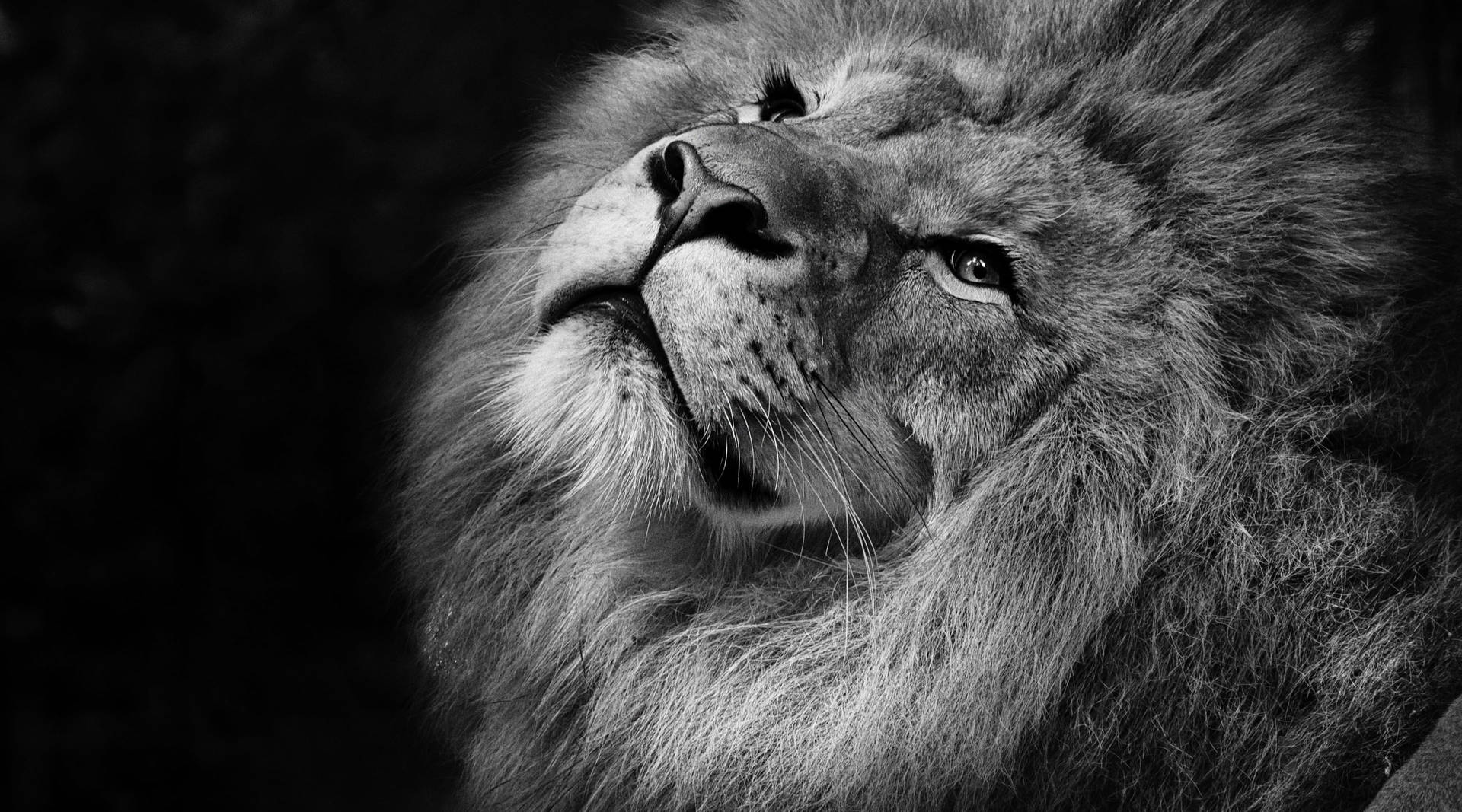 Happy Grayscale Lion Desktop Background