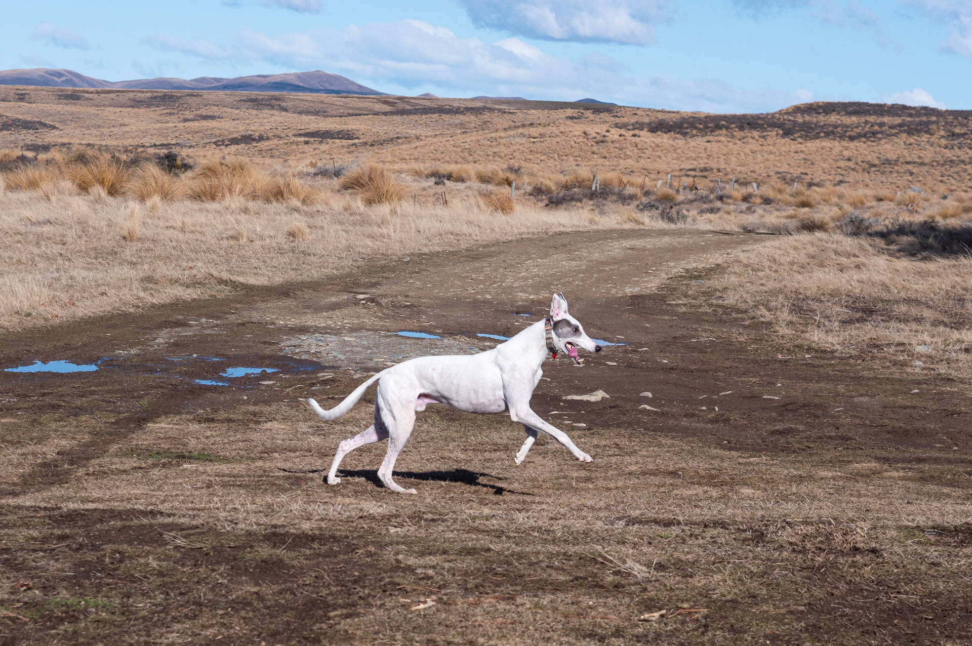 Happy Greyhound Outdoors Background