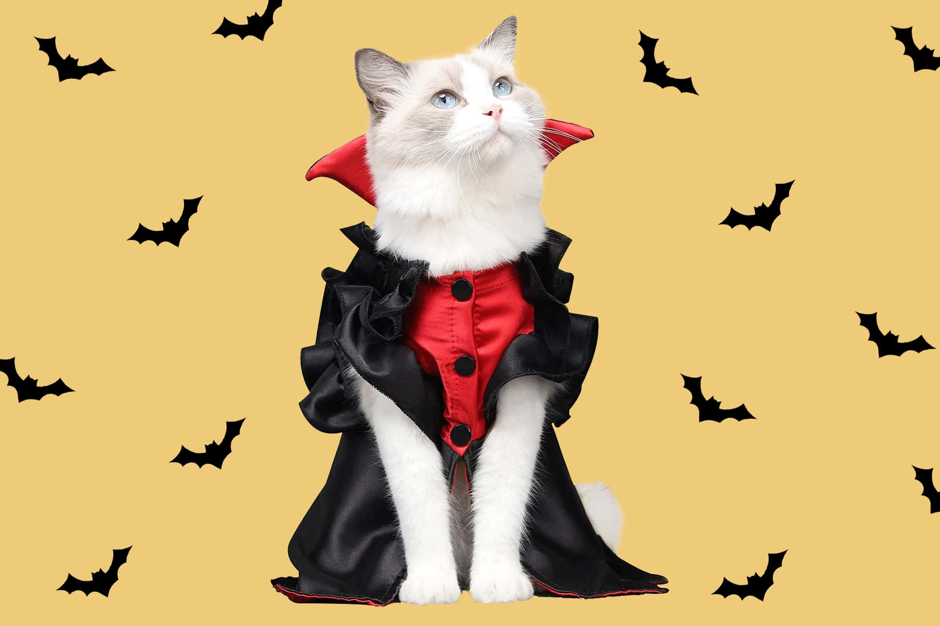 Happy Halloween From Our Spooky Black Cat! Background