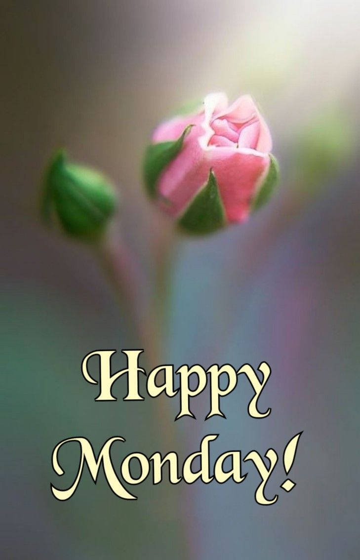 Happy Monday Flower Bud Background