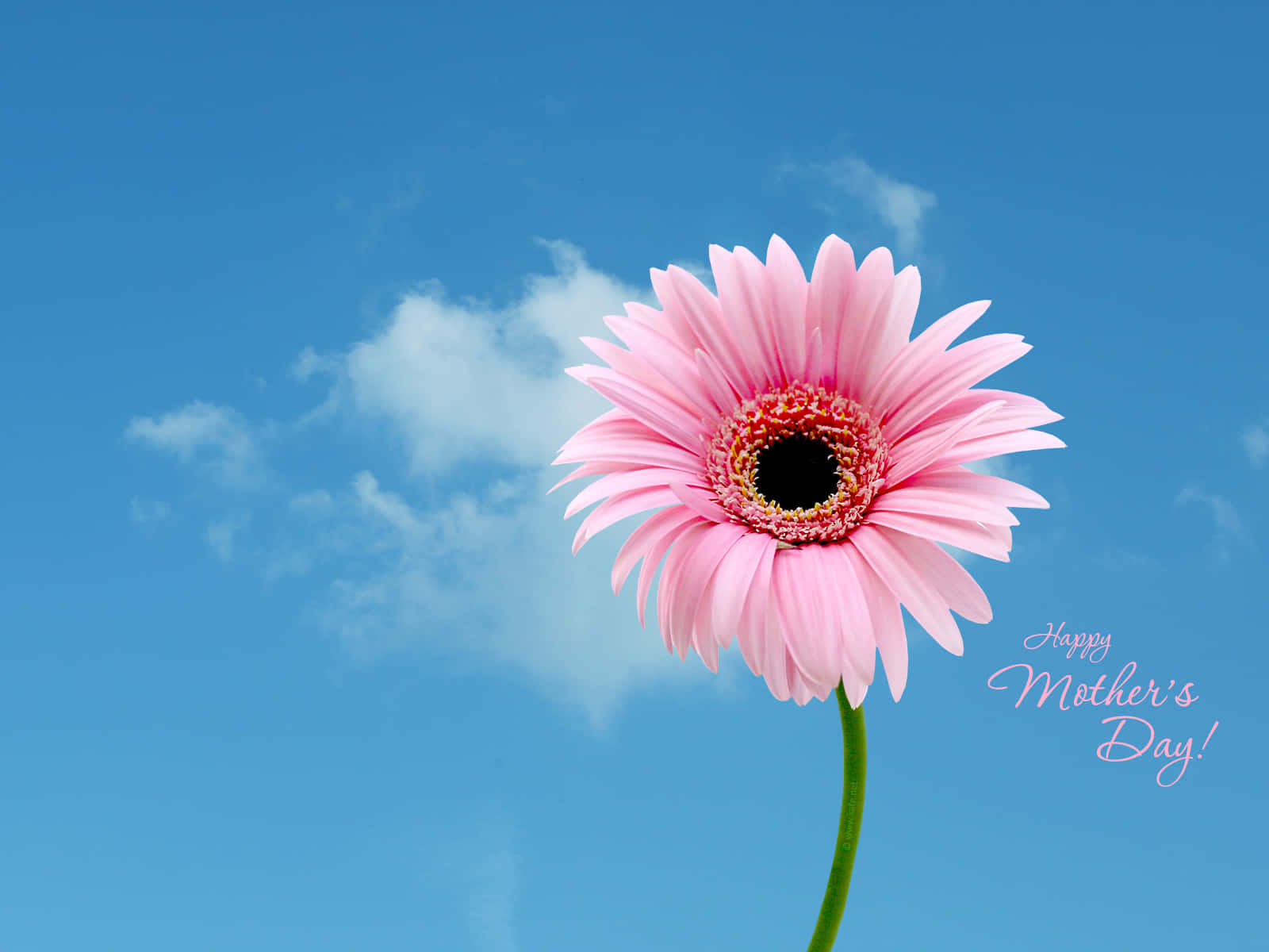 Happy Mothers Day Pink Daisy Flower Sky Hd