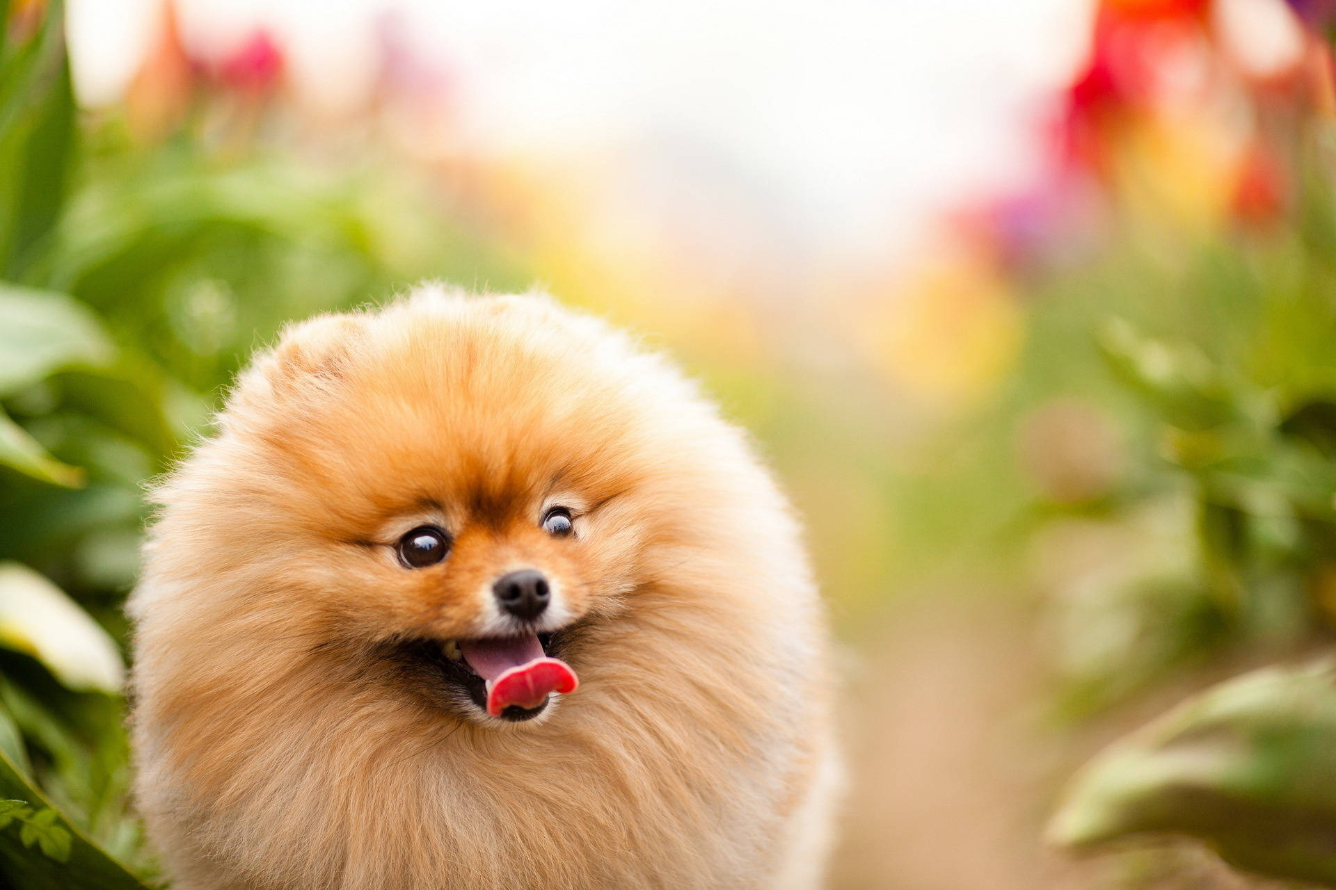 Happy Pomeranian Round Cut Hair Background