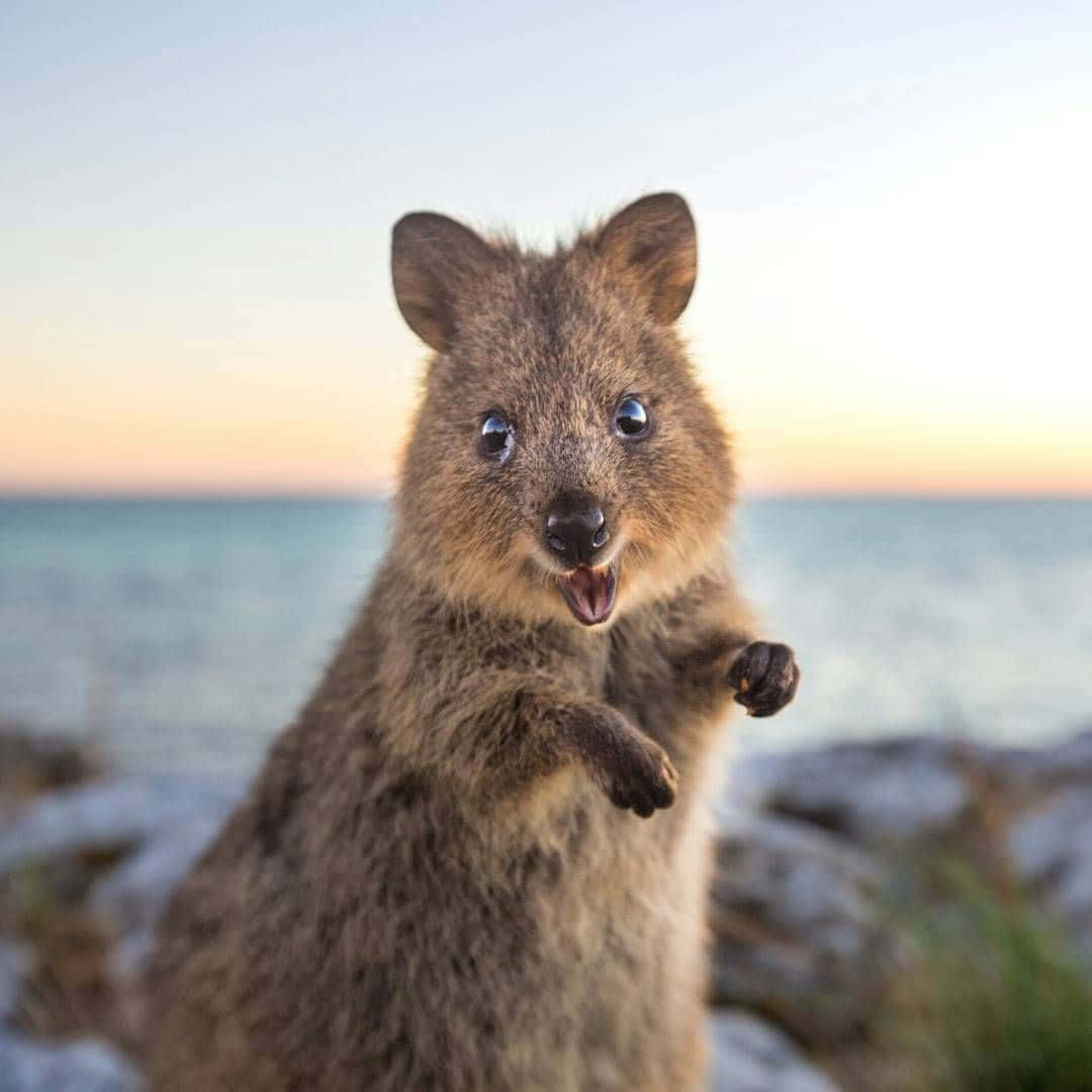 Happy Quokka Sunset Greeting Background