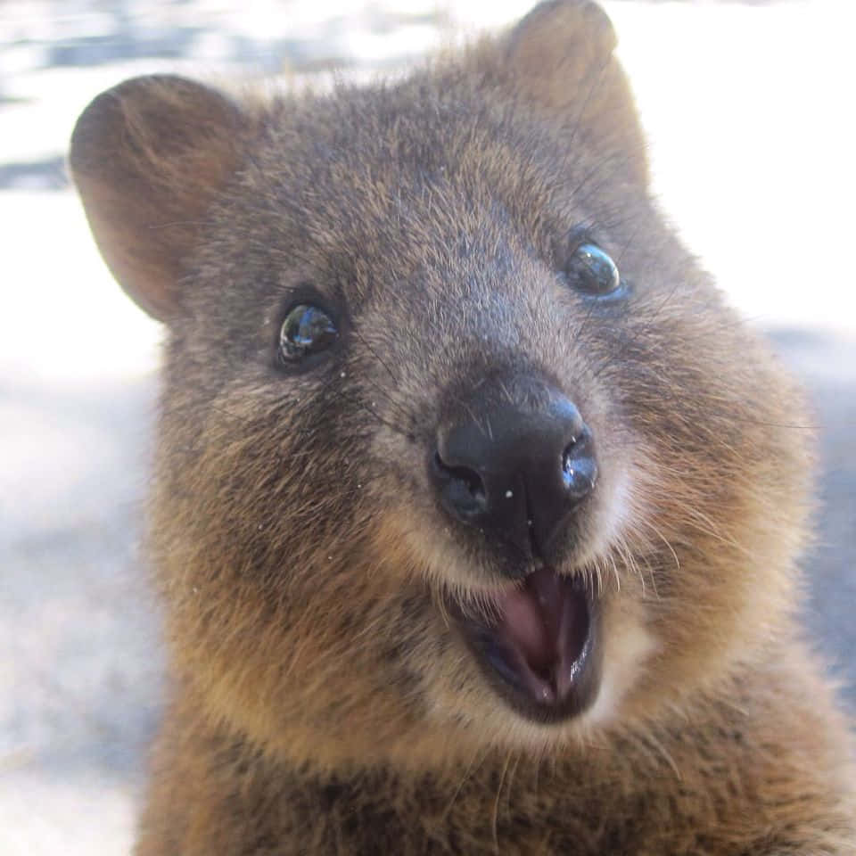 Happy Quokka Up Close.jpg