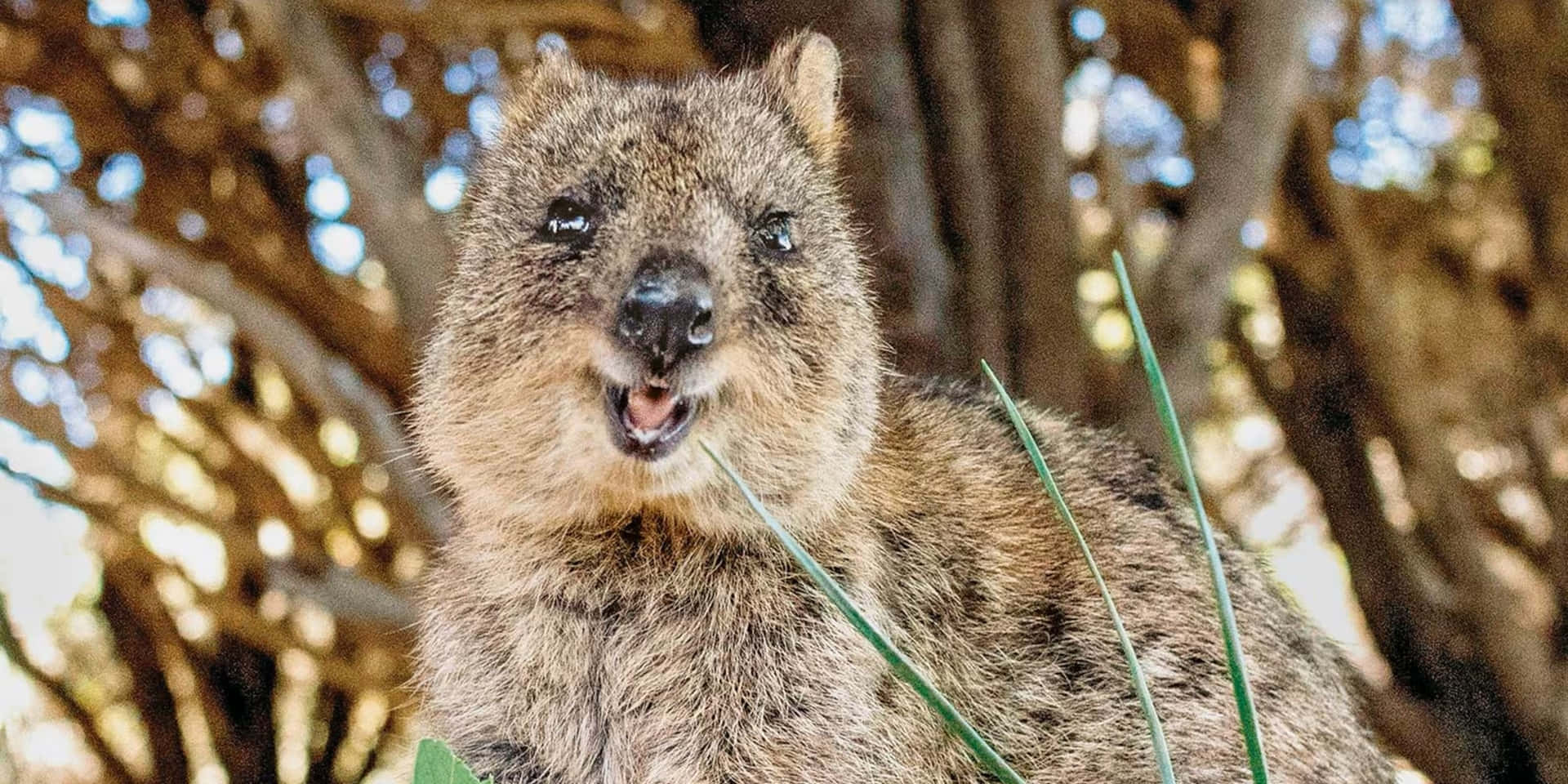 Happy Quokkain Nature.jpg