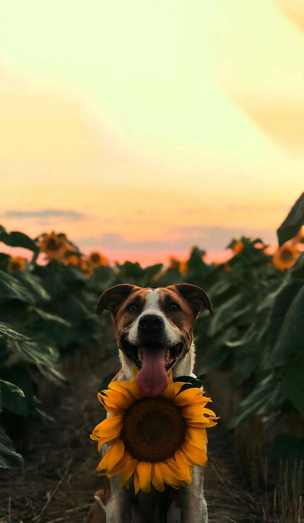 Happy Sunflower Dog Animal Background