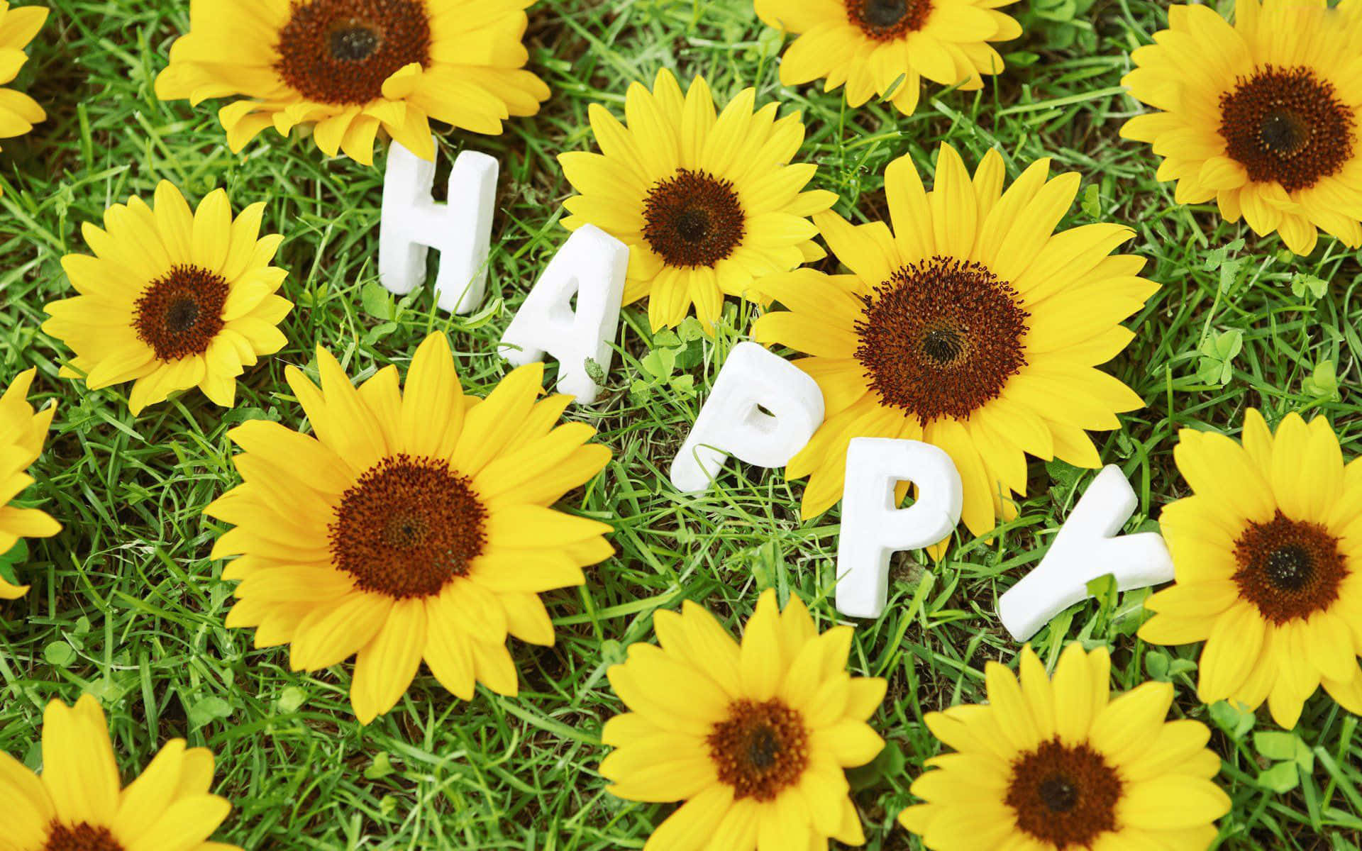 Happy Sunflowers On The Grass With The Word Happy Background