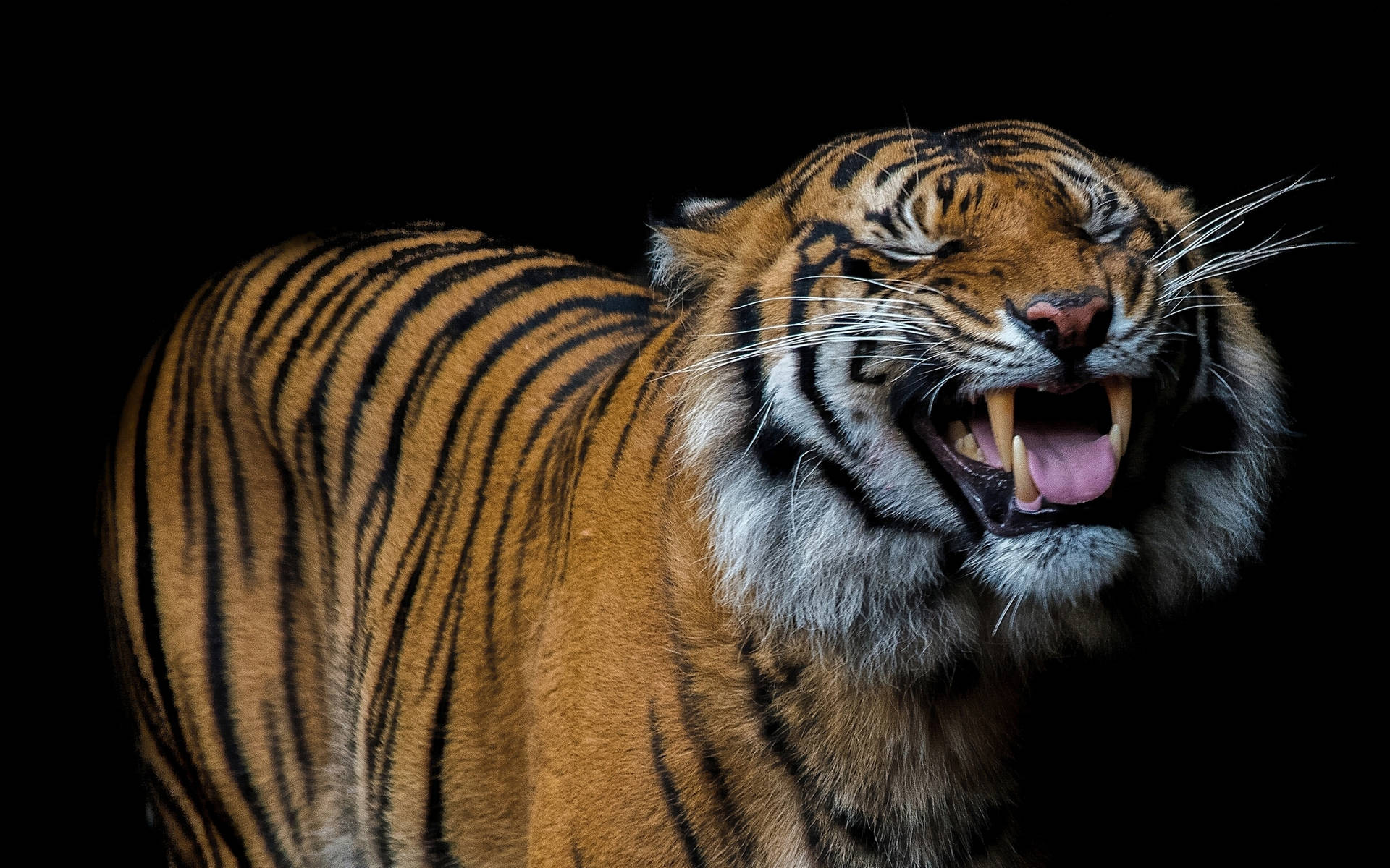 Happy Tiger Predator Smile Background