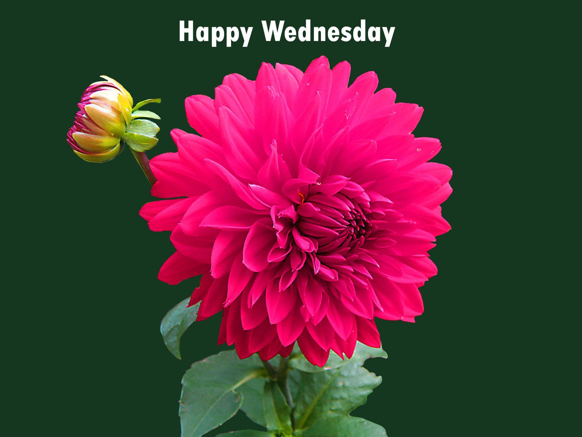 Happy Wednesday Greeting Pink Dahlia Background