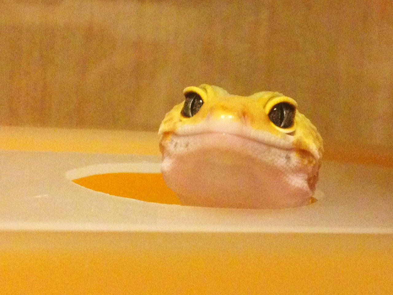 Happy Yellow Leopard Gecko Background