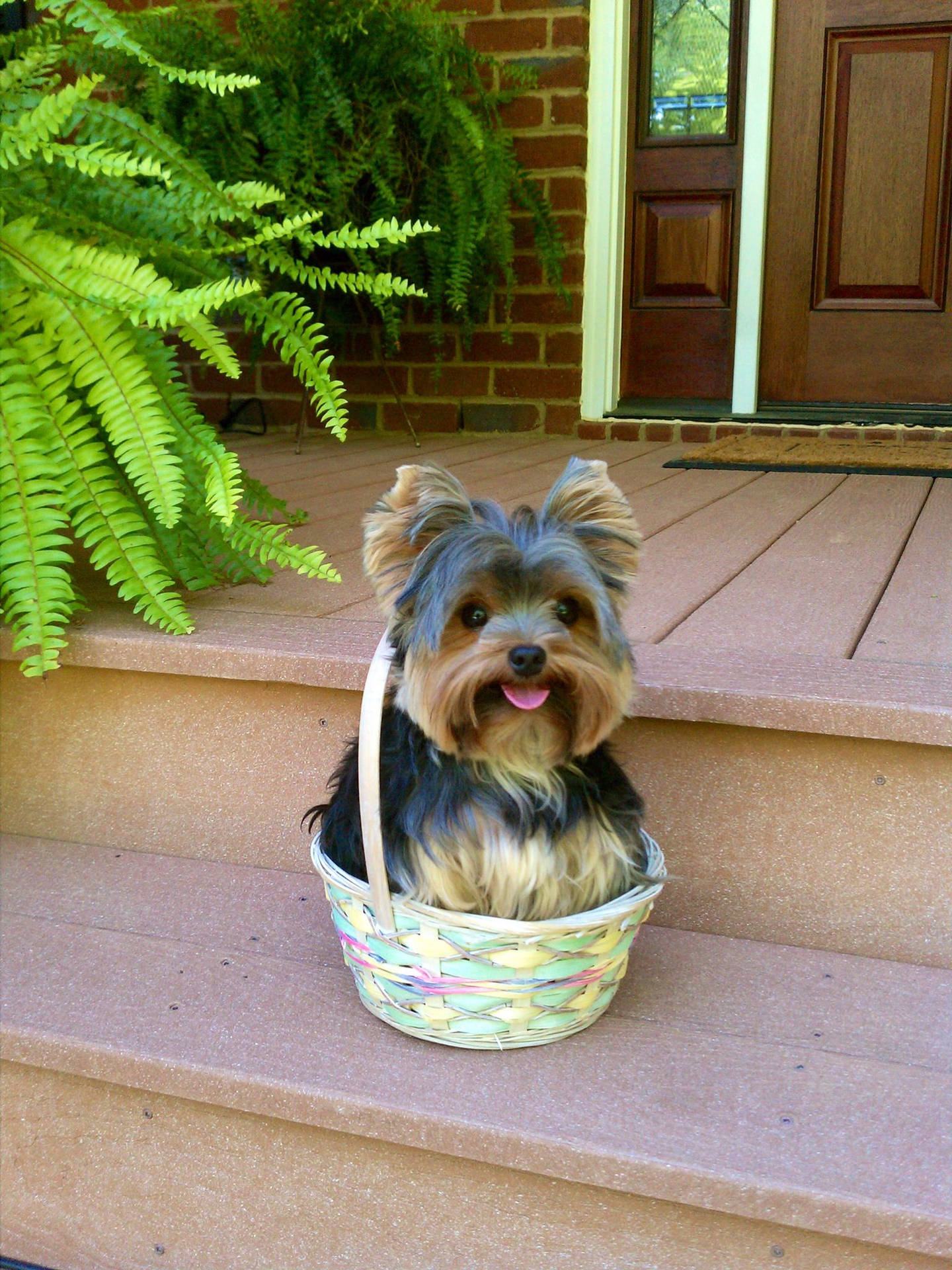 Happy Yorkshire Terrier In Basket Background