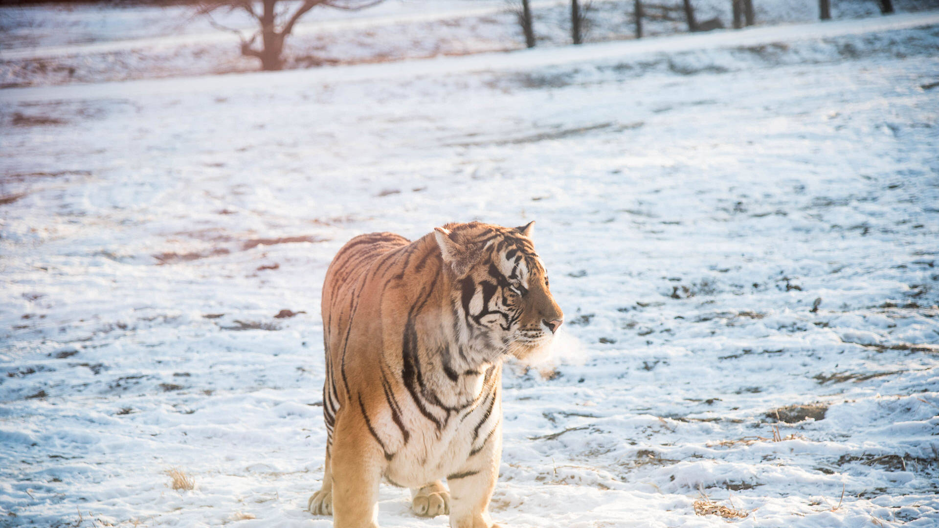 Harbin Winter Tiger Background