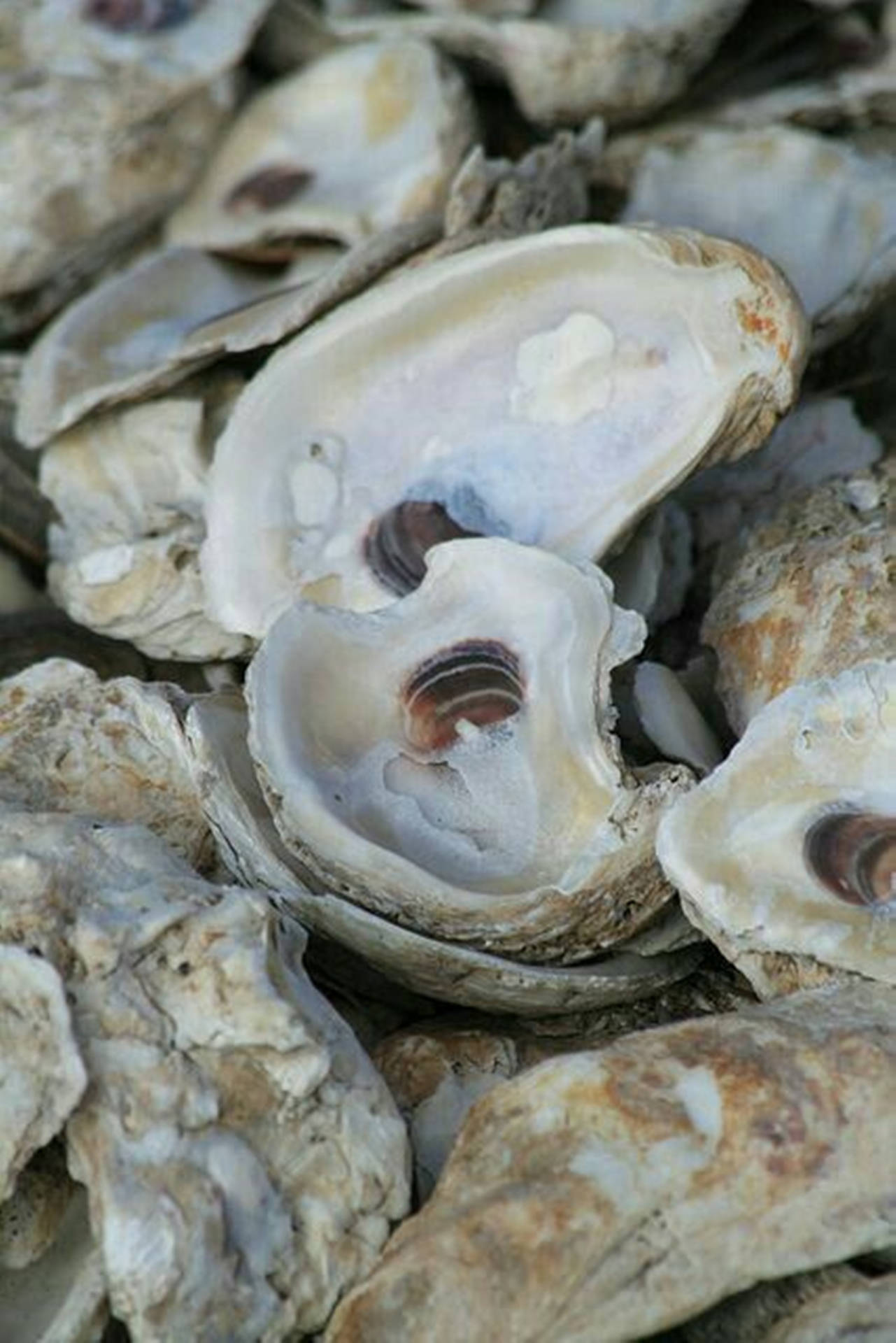 Hard Oyster Shells Background