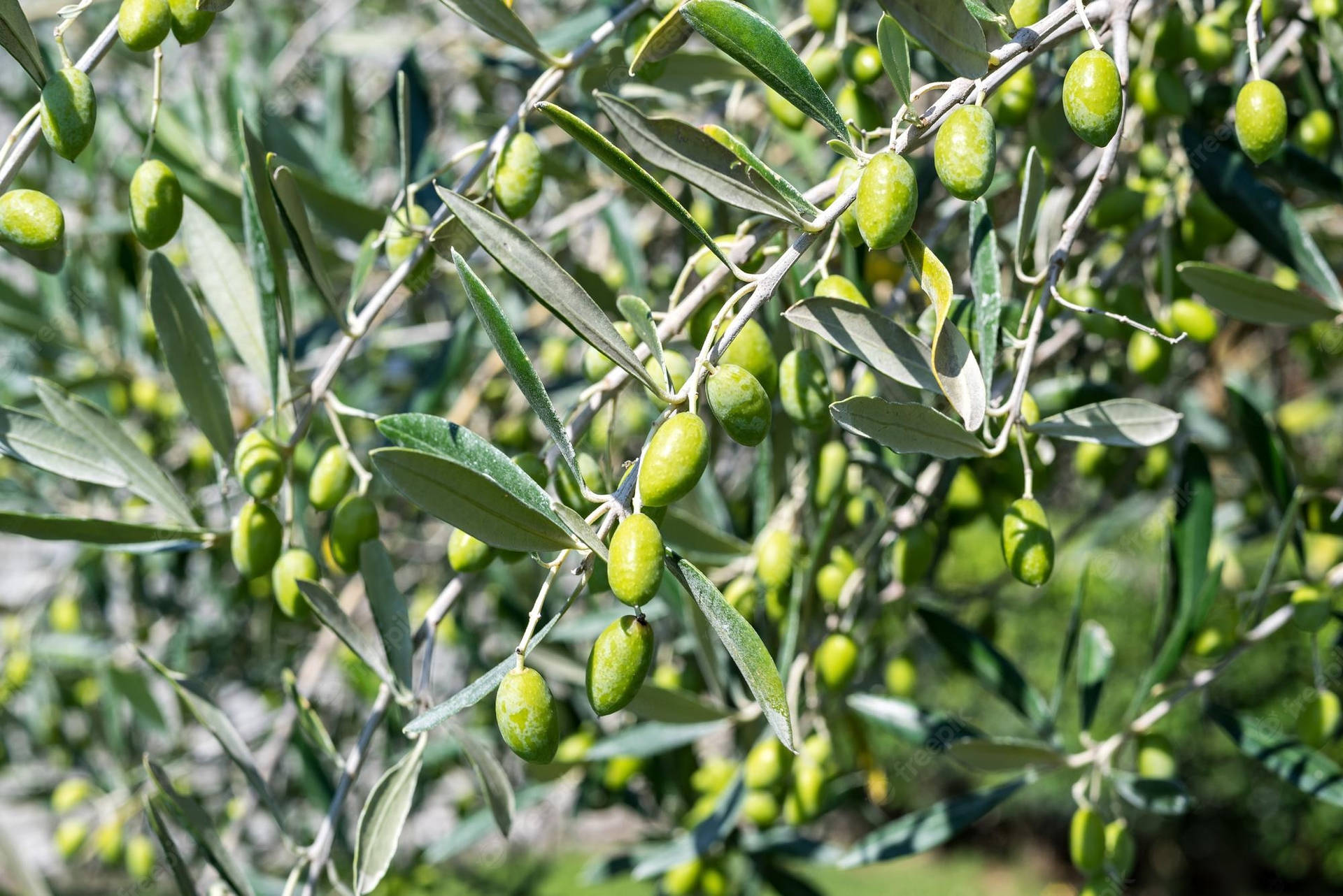 Hardy Olive Tree Florida Background