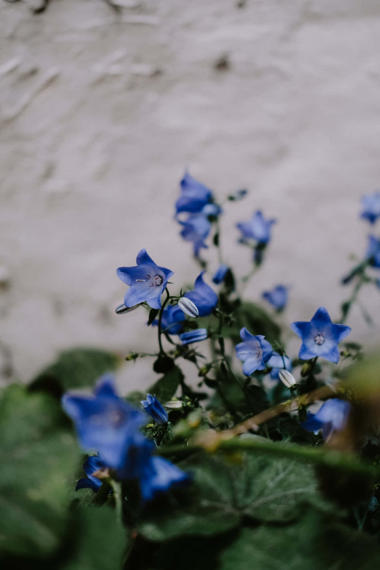 Harebell Blue Flowers Phone Background