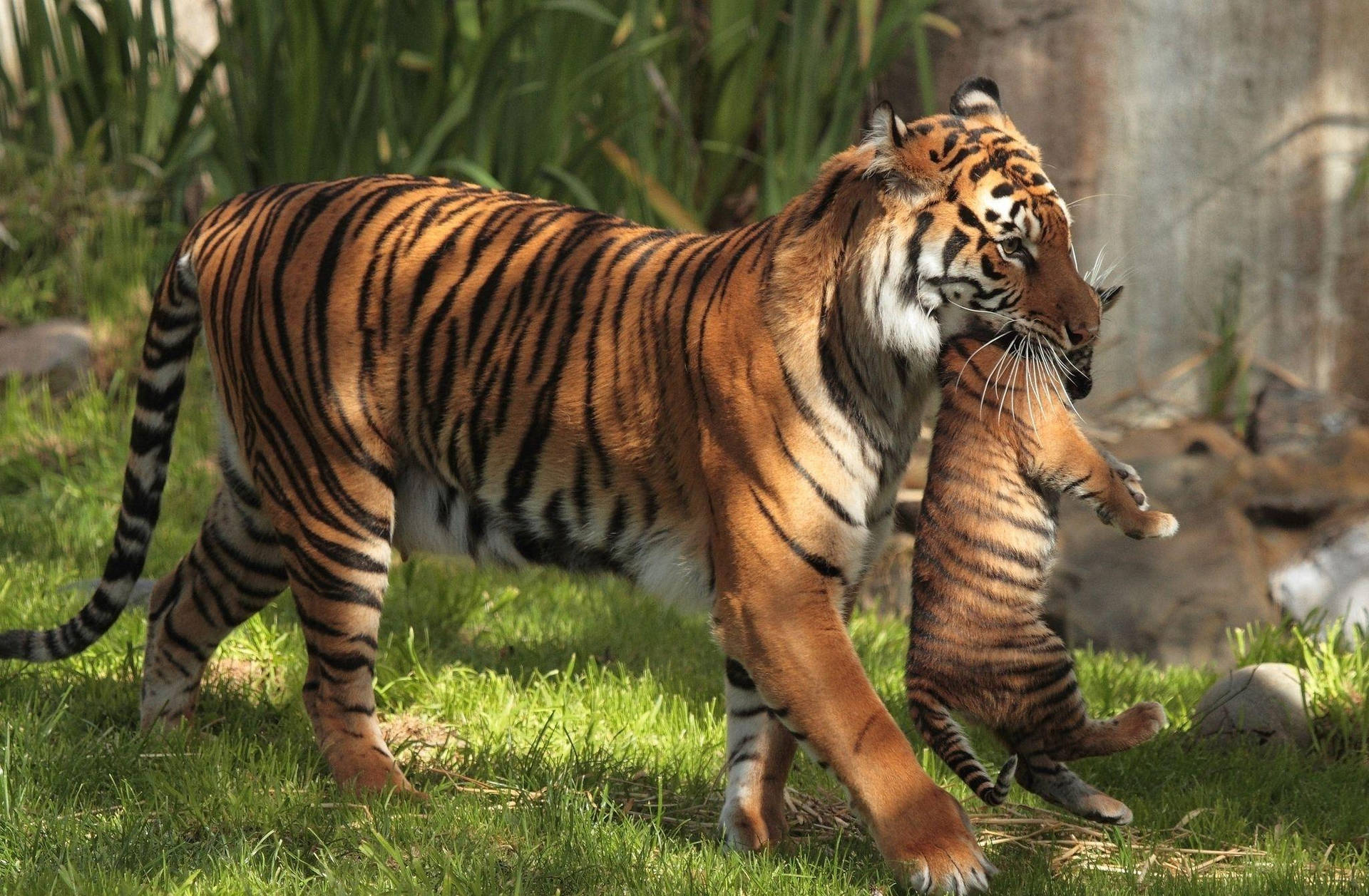 Harimau Carrying Cub