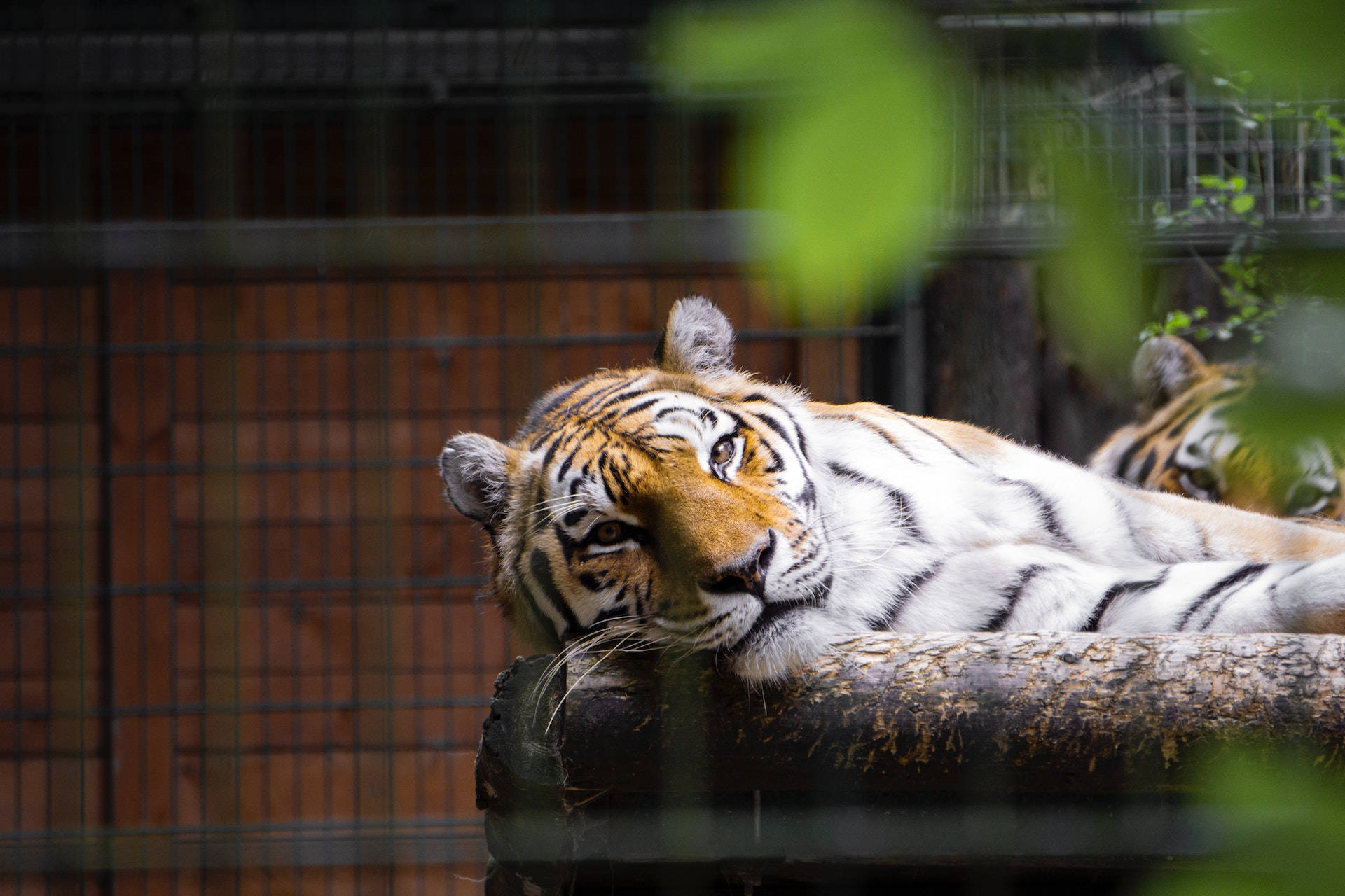 Harimau In An Enclosure