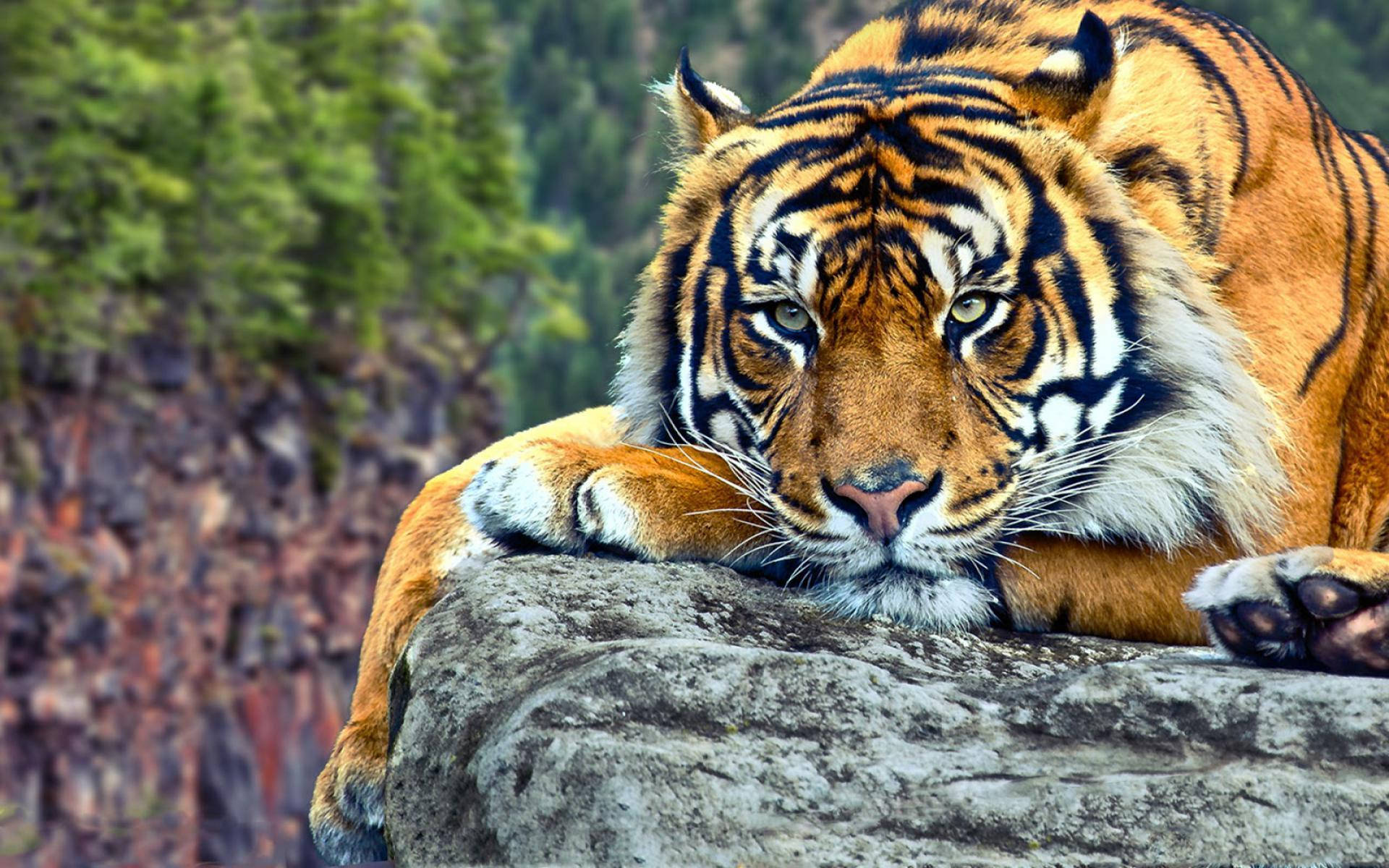 Harimau On A Rock