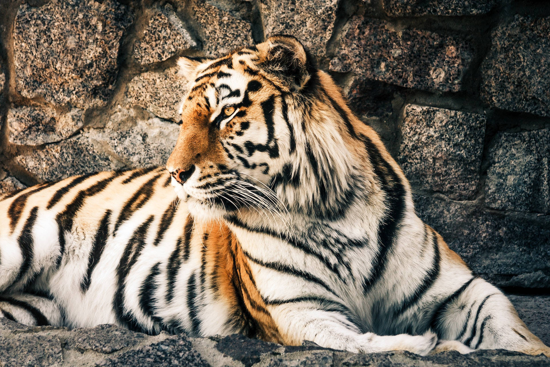 Harimau Sitting Beside Rock Wall