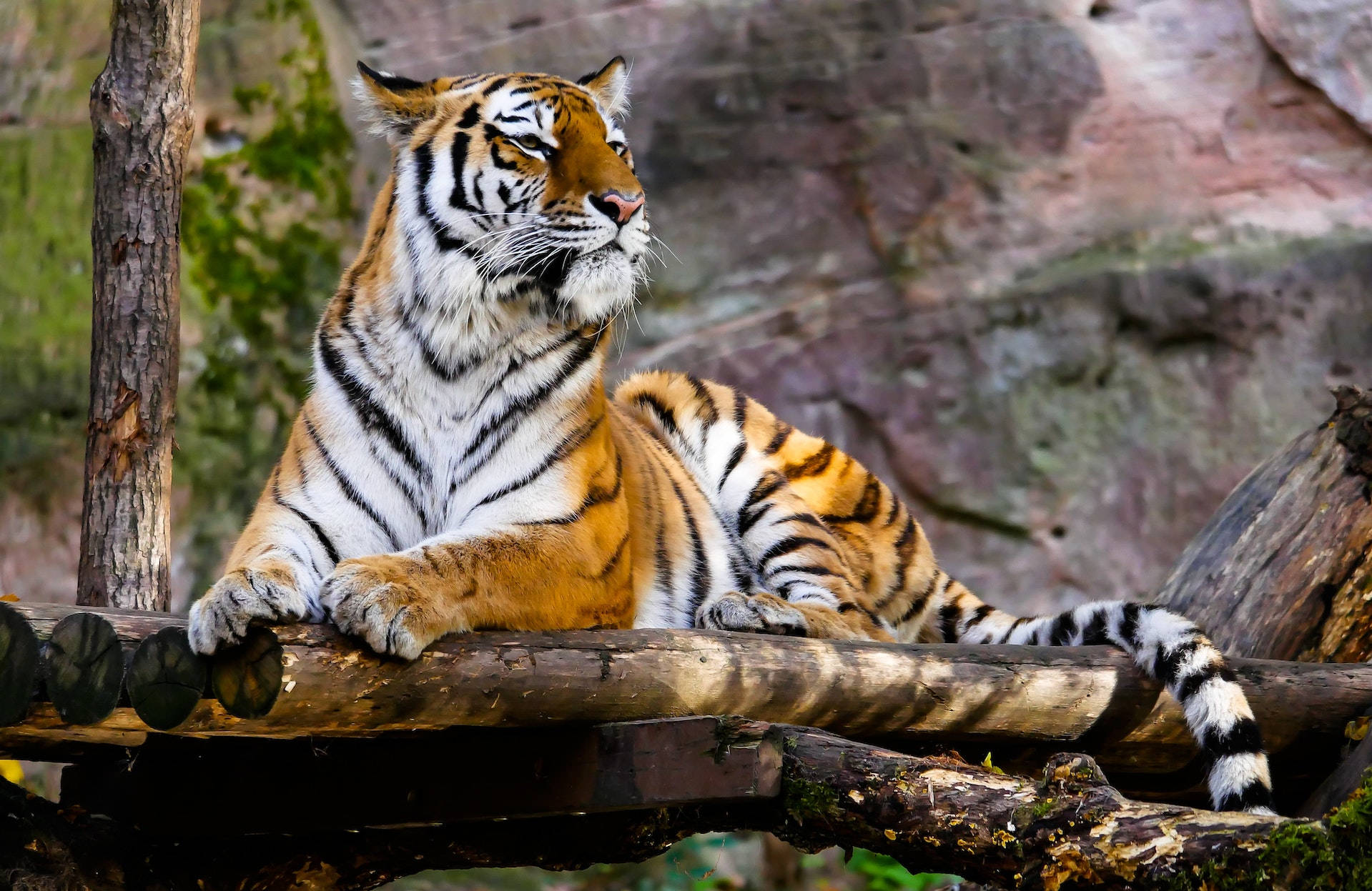 Harimau Sitting On Logs
