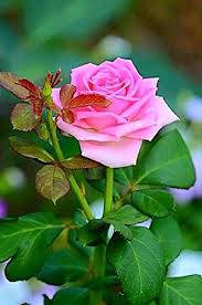 Haritham American Pink Rose Flower