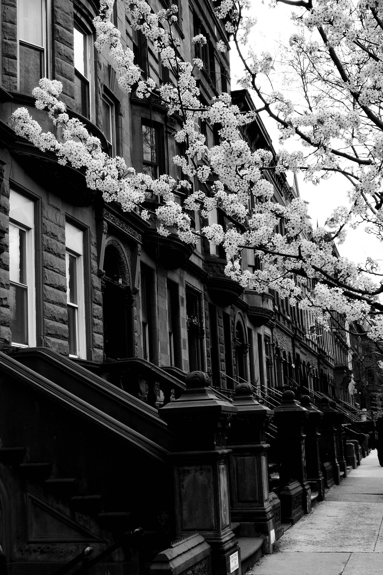 Harlem Neighborhood New York Black And White Background