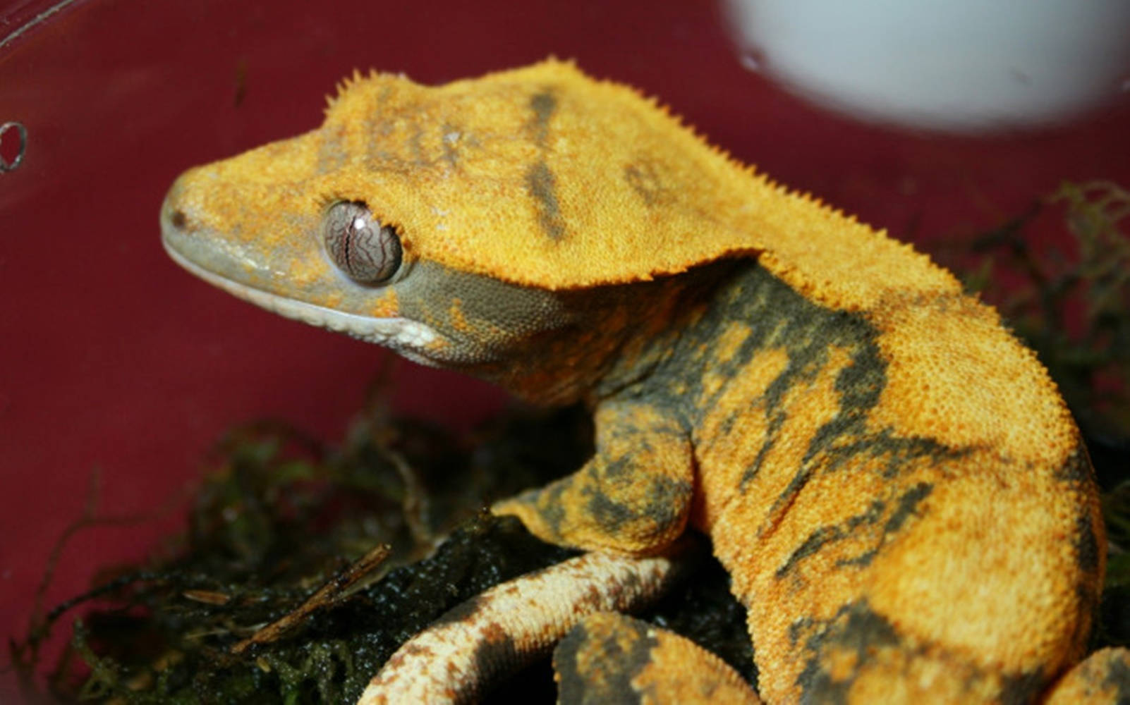 Harlequin Yellow Gecko