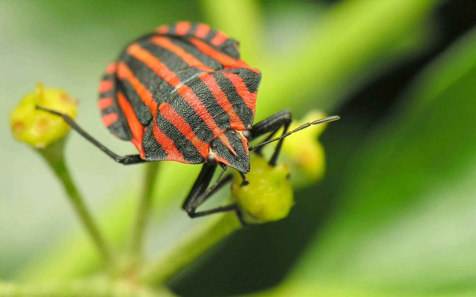 Harmful Red And Black Stink Bug Beetle Background