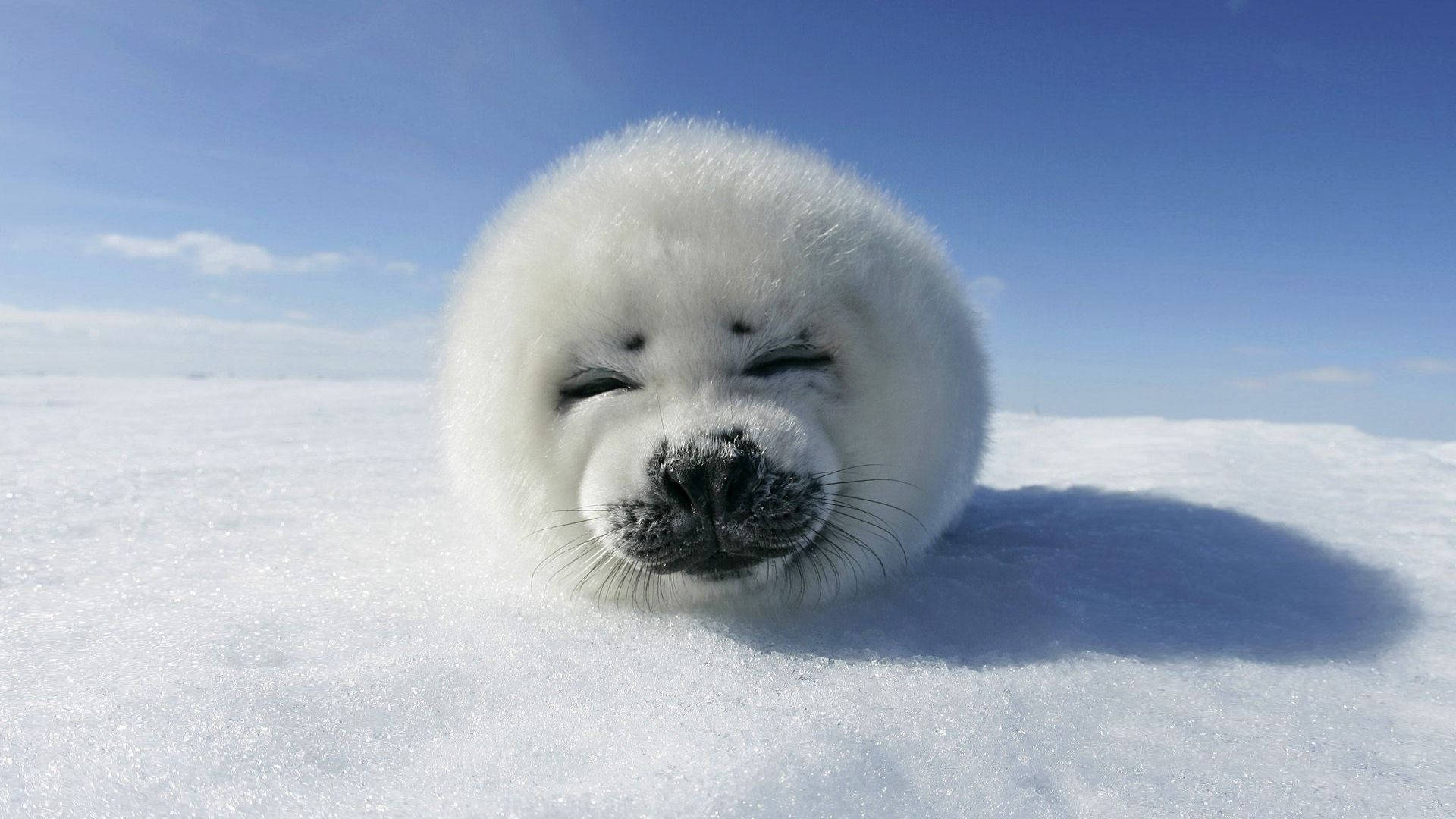 Harp Seal Smile Background