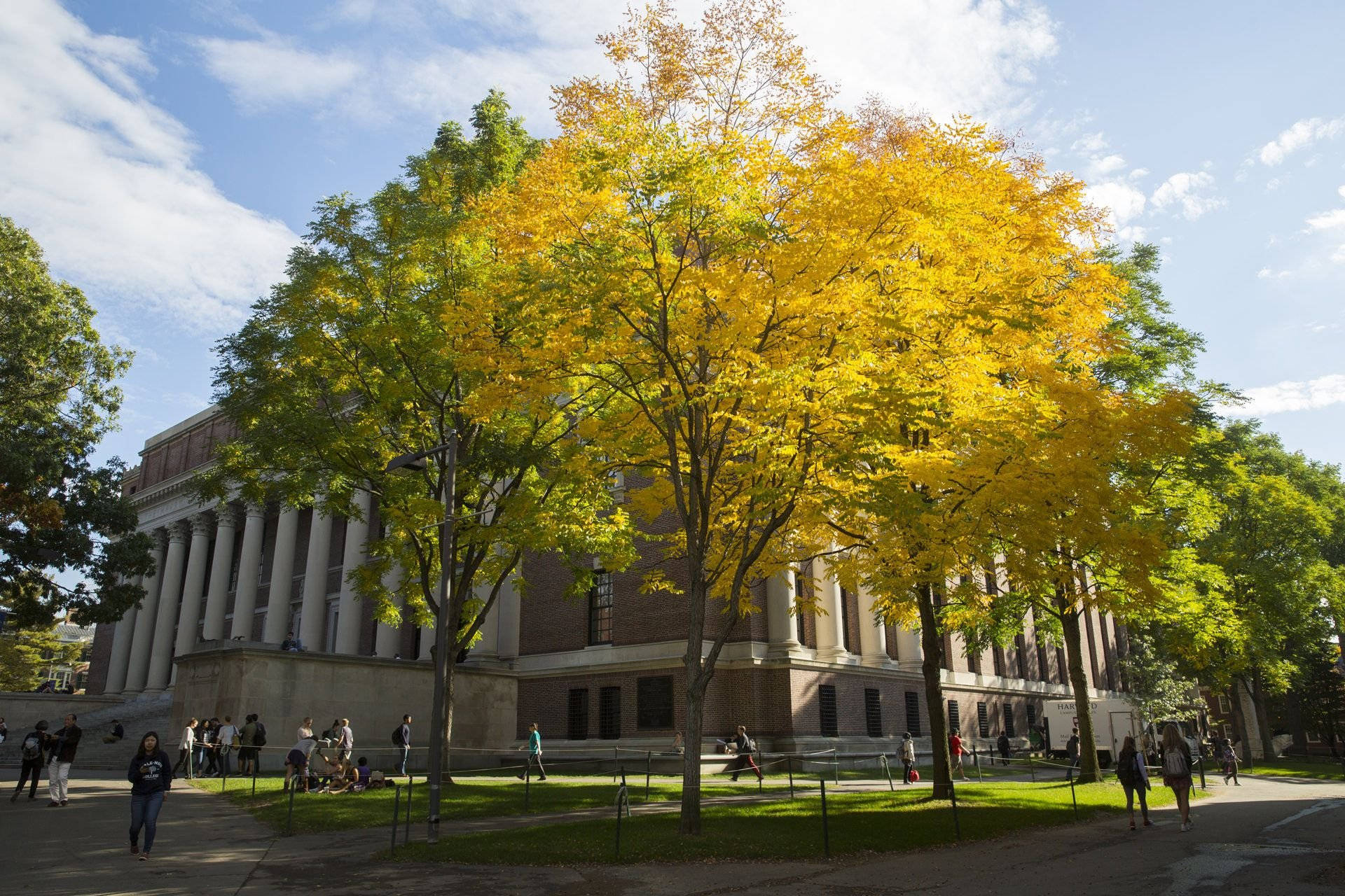 Harvard University Yard Tree Background