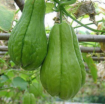 Harvest Ready Chayote Background