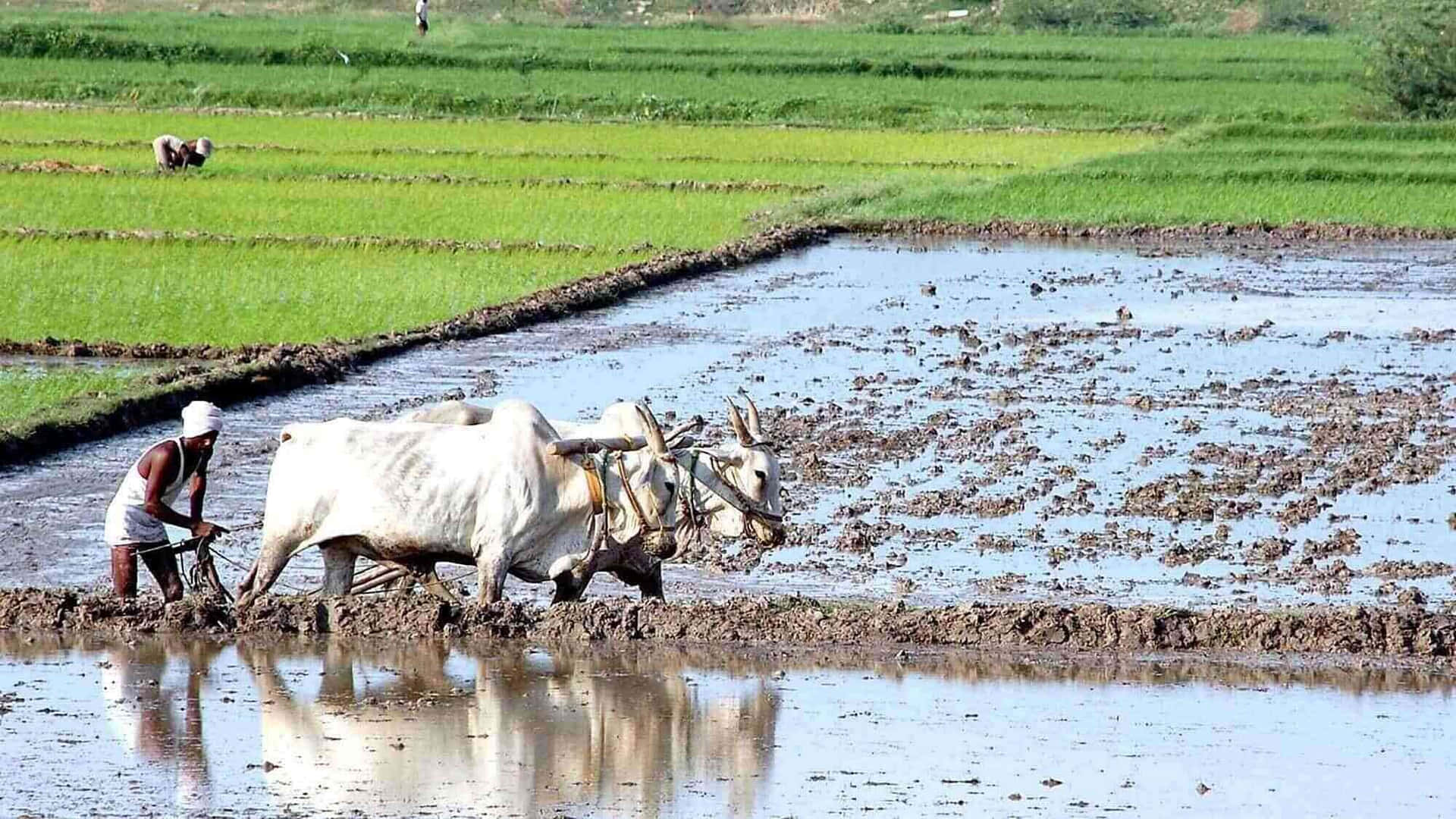 “harvest The Fruits Of Your Labour In Cool Farming” Background