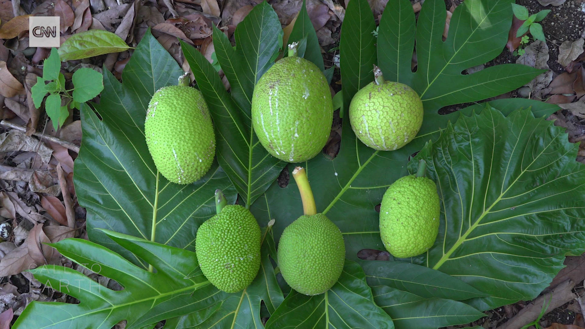 Harvested Breadfruits On The Ground Background