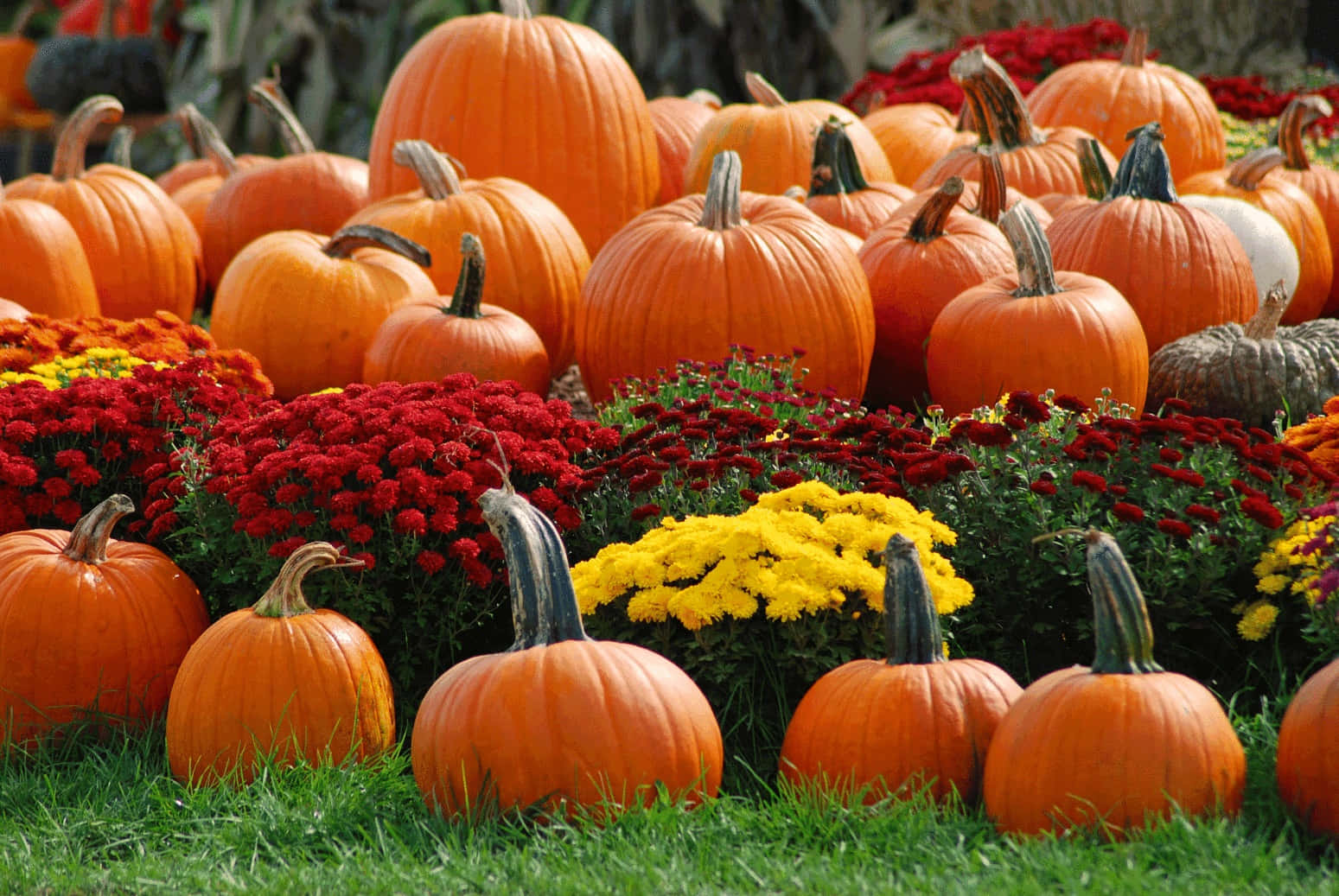 Harvested Fall Pumpkin Background