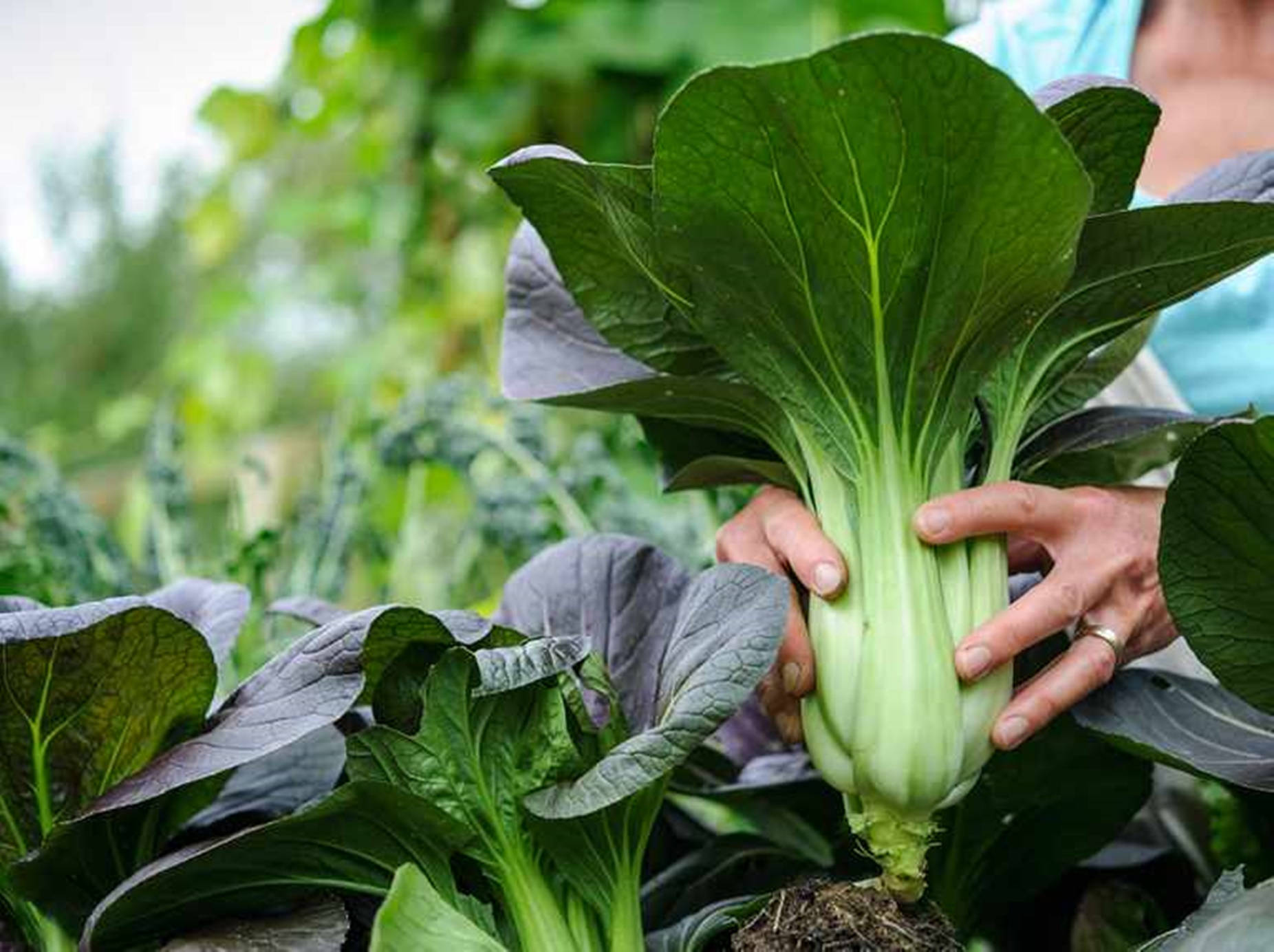 Harvested Fresh Bok Choy Cabbage Background