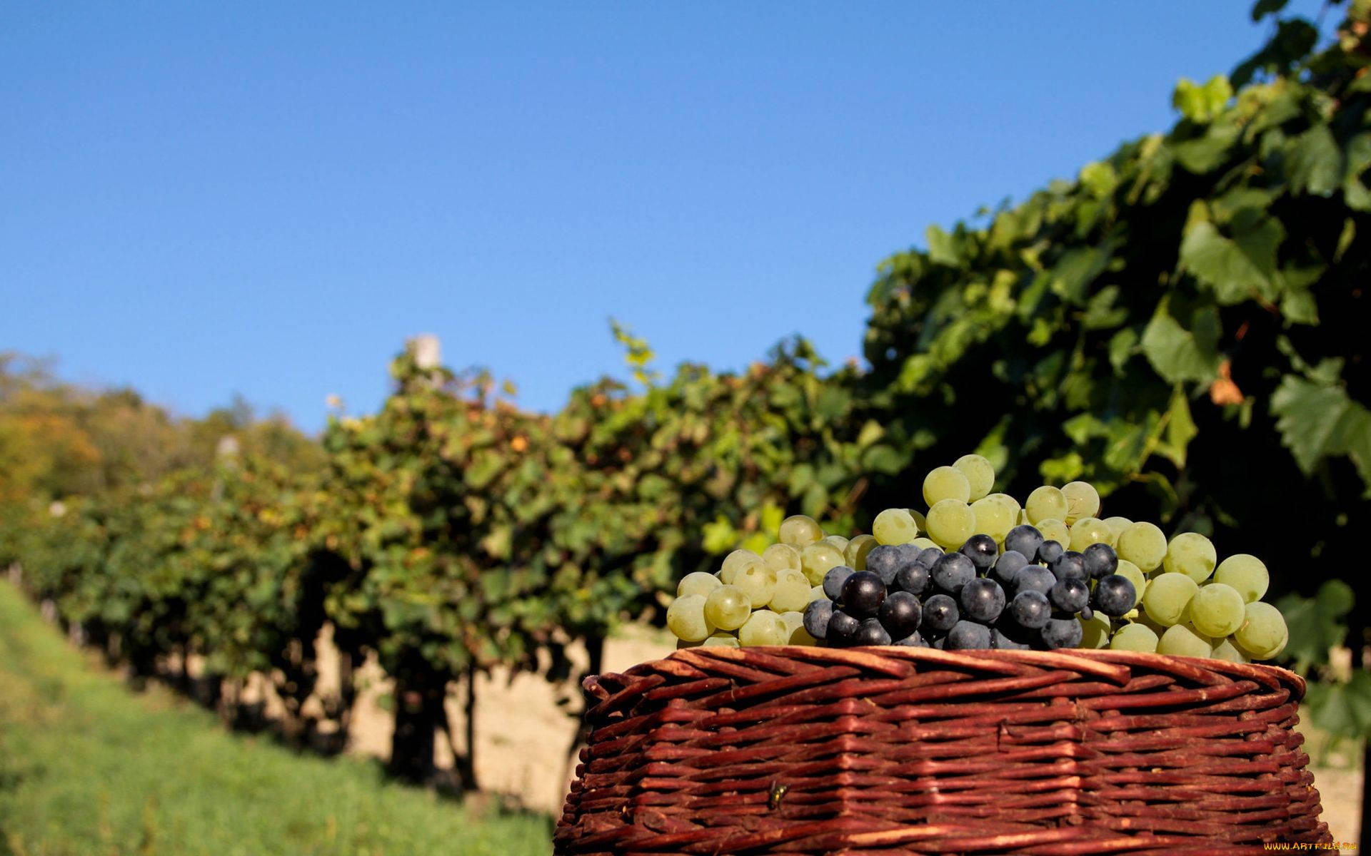 Harvested Grape Fruit Background
