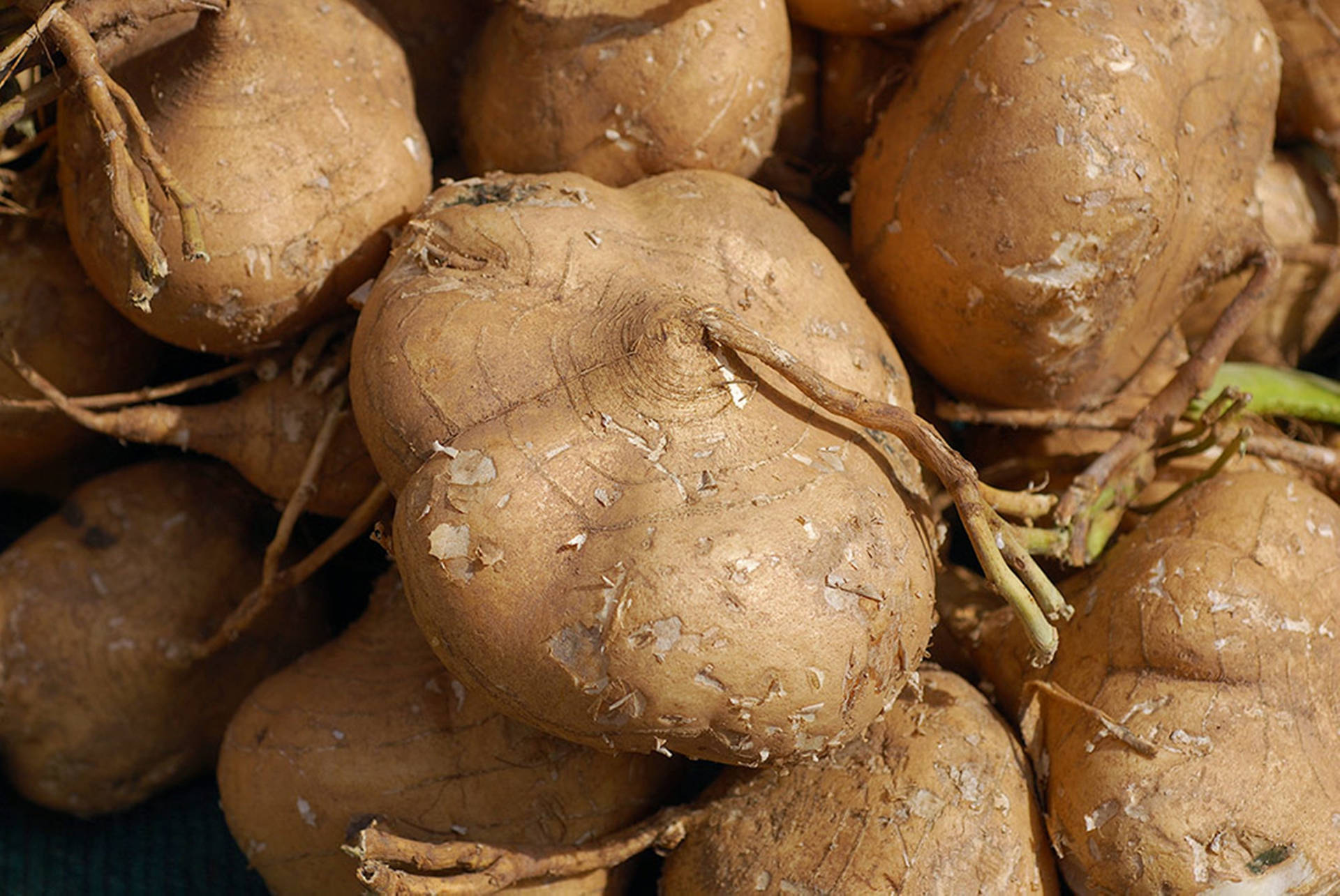 Harvested Jícama Rootcrops Background