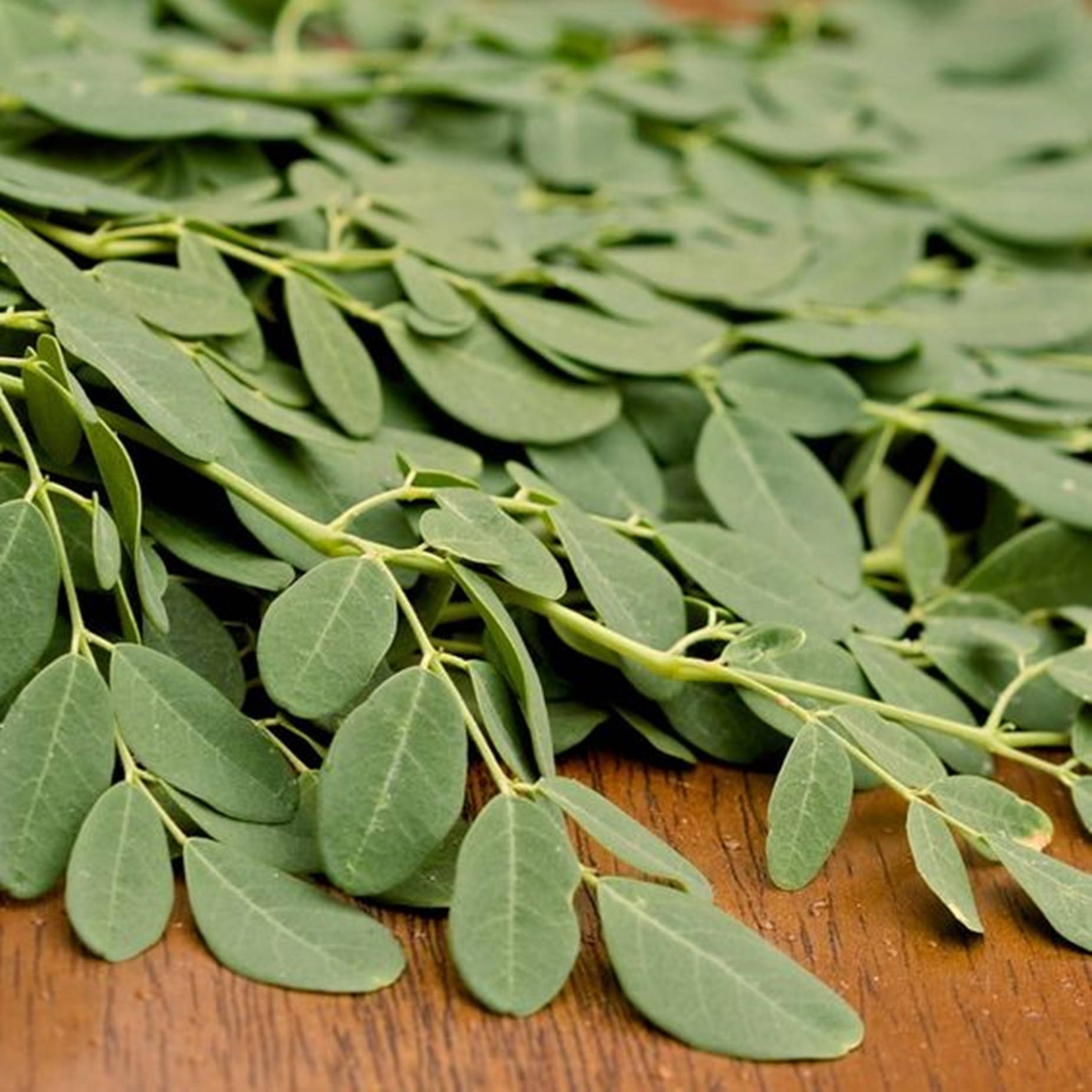 Harvested Moringa Plant In Focus Background