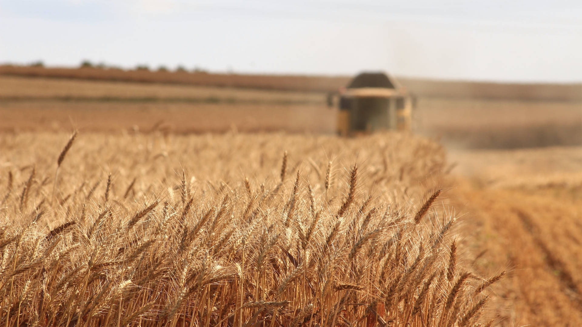 Harvesting Brown Cereals Farm Field Background