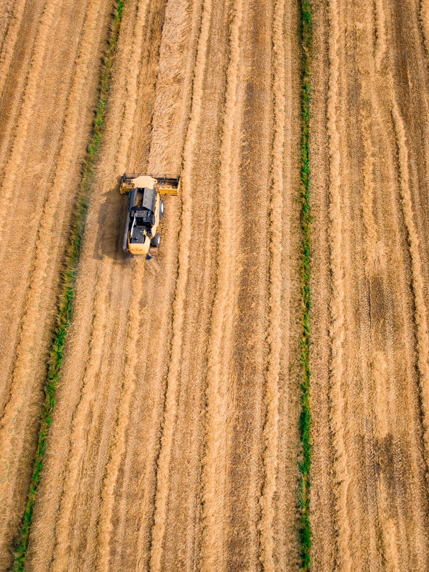 Harvesting Grains From A Farm With Combine Harvester Background