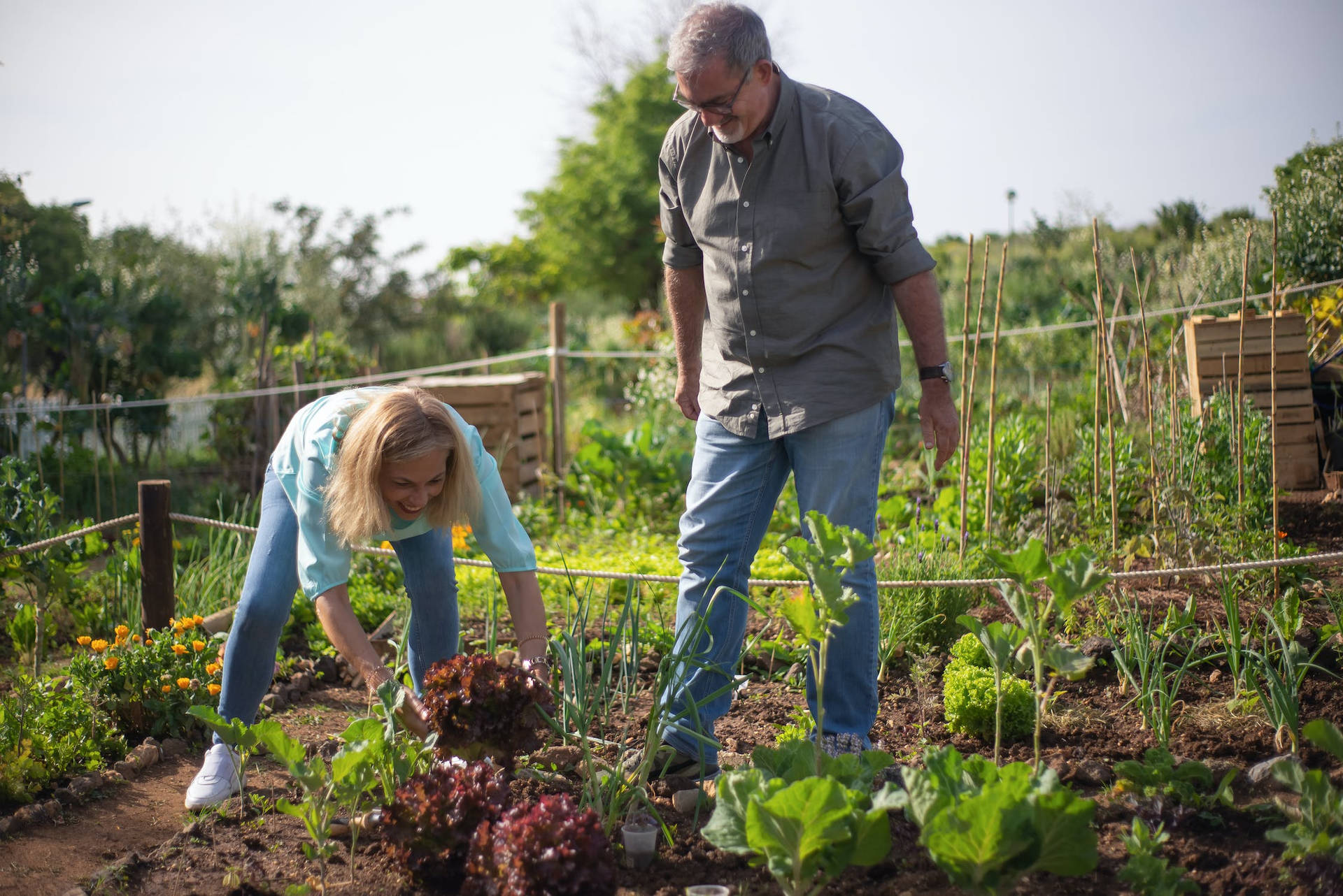 Harvesting Lettuce Background