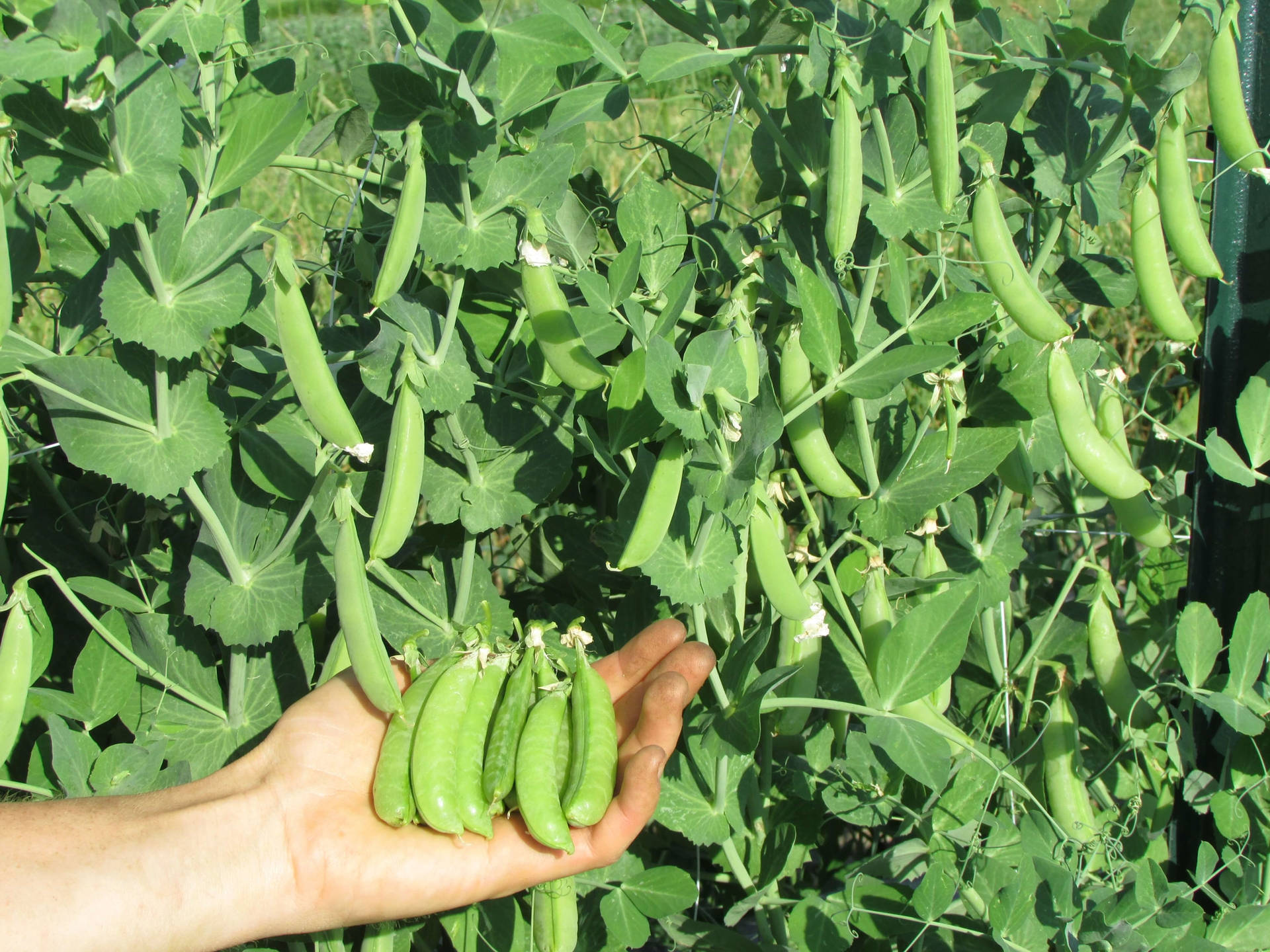 Harvesting Of Edamame Beans