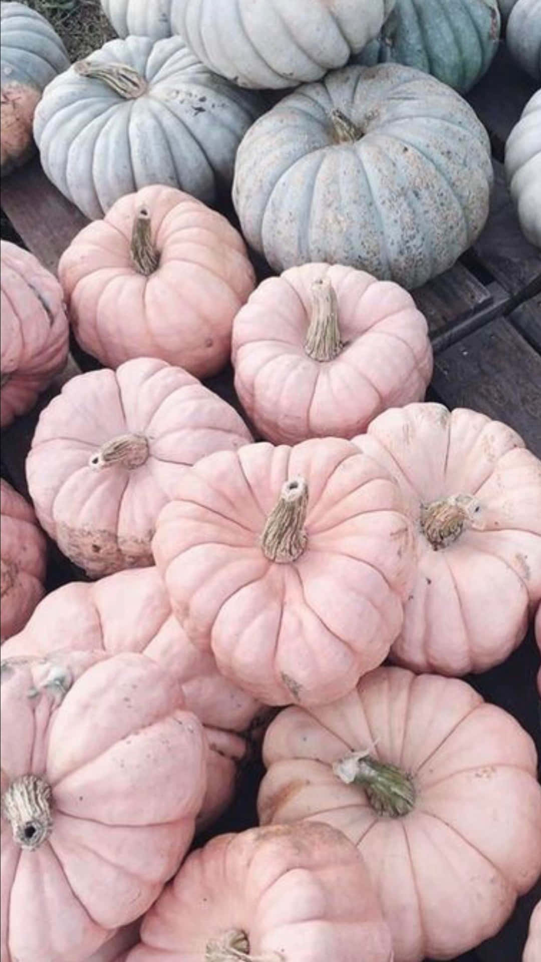Harvesting The Bounty Of A Pink Pumpkin Patch Background