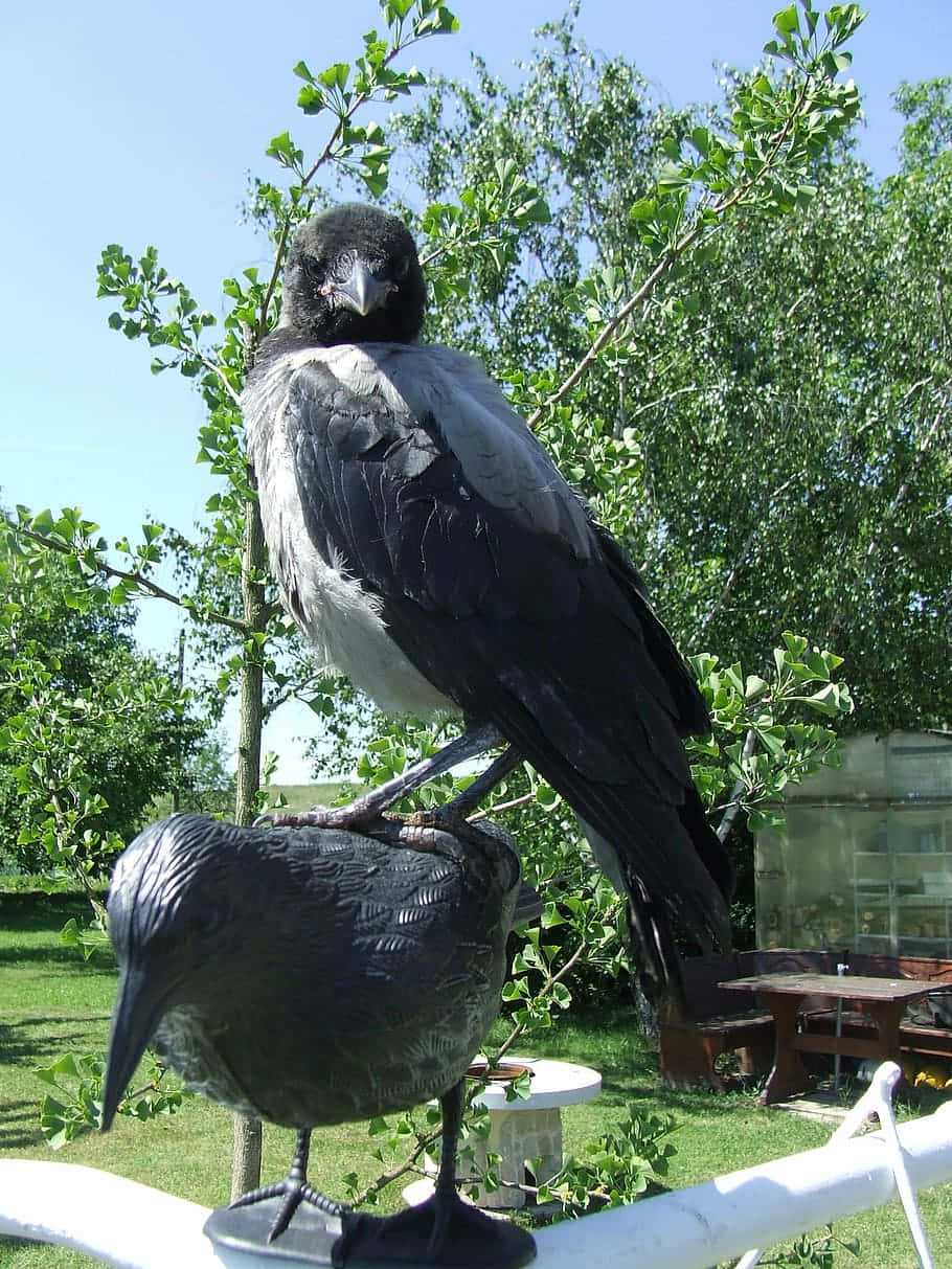 Haughty Bird Background