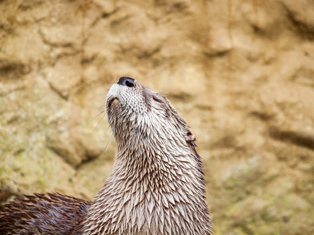 Haughty Otter Background