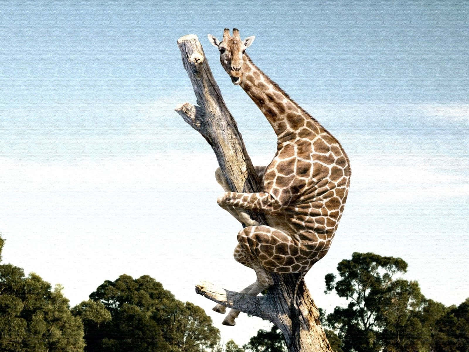 Have A Laugh With This Funny Giraffe! Background