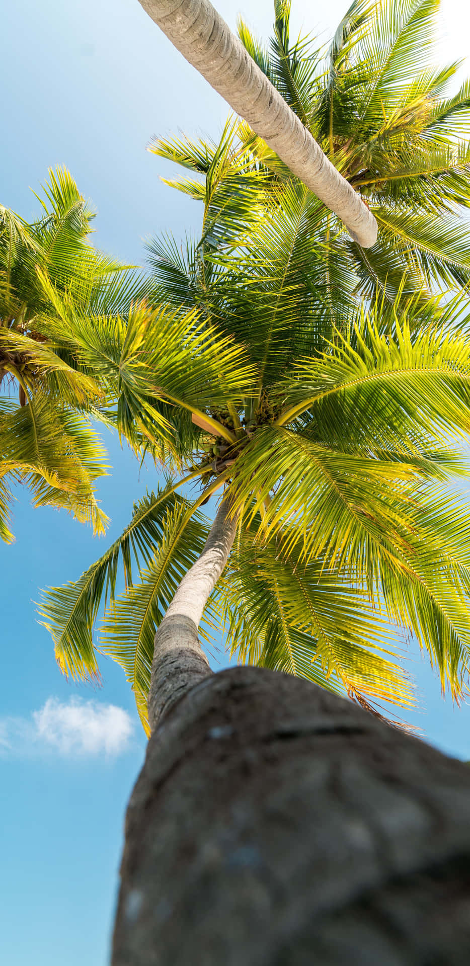 Hawaii Aesthetic Blue Sky Palm Tree Background